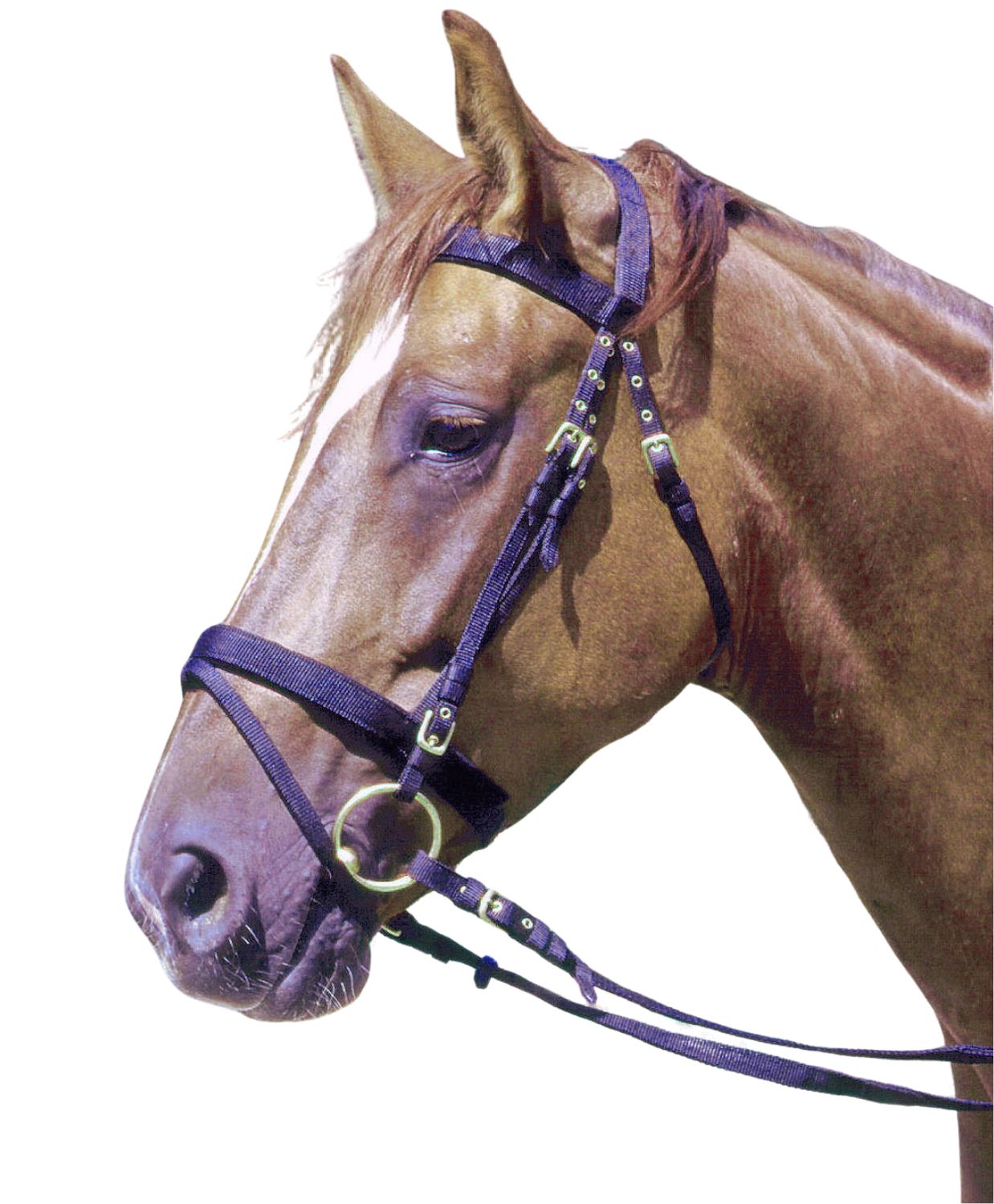 Schwarzer Nylon Trensenzaum mit goldenen Schnallen und Ringen. Detailaufnahme des Pferdekopfes.