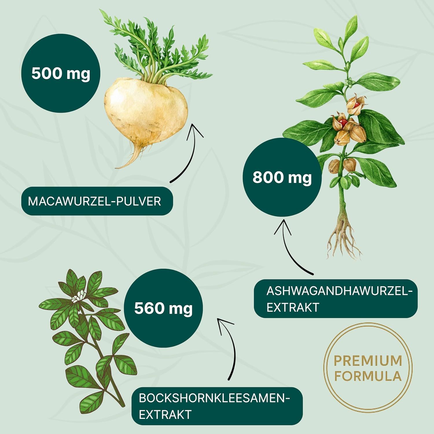 Grafische Darstellung von Pflanzenextrakten: Maca, Ashwagandha, Bockshornklee. Mengenangaben in mg. Premium Formula.