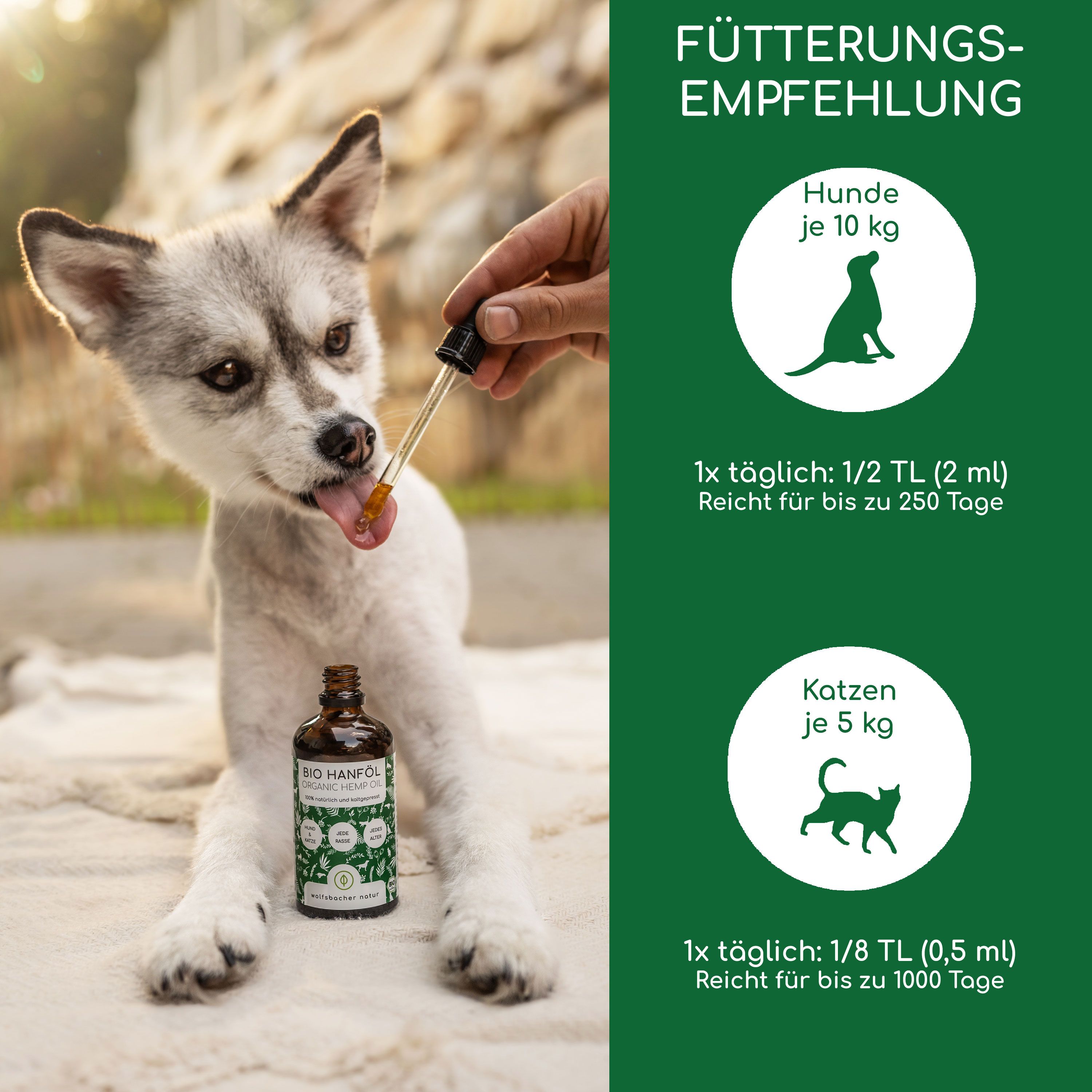 Ein Welpe leckt Öl aus einer Pipette. Daneben steht eine Flasche Bio Hanföl. Fütterungsempfehlung für Hunde und Katzen.