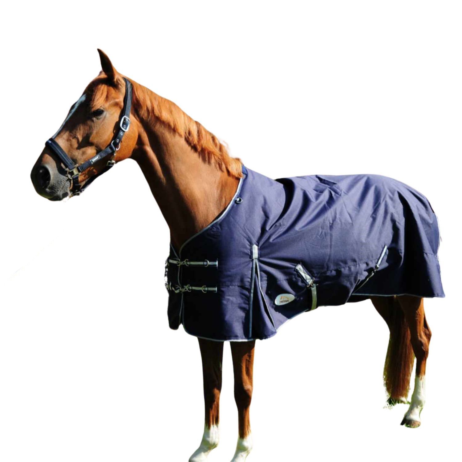 Pferdedecke, dunkelblau, mit silberfarbenen Schnallen und Riemen. Auf einem Pferd getragen.