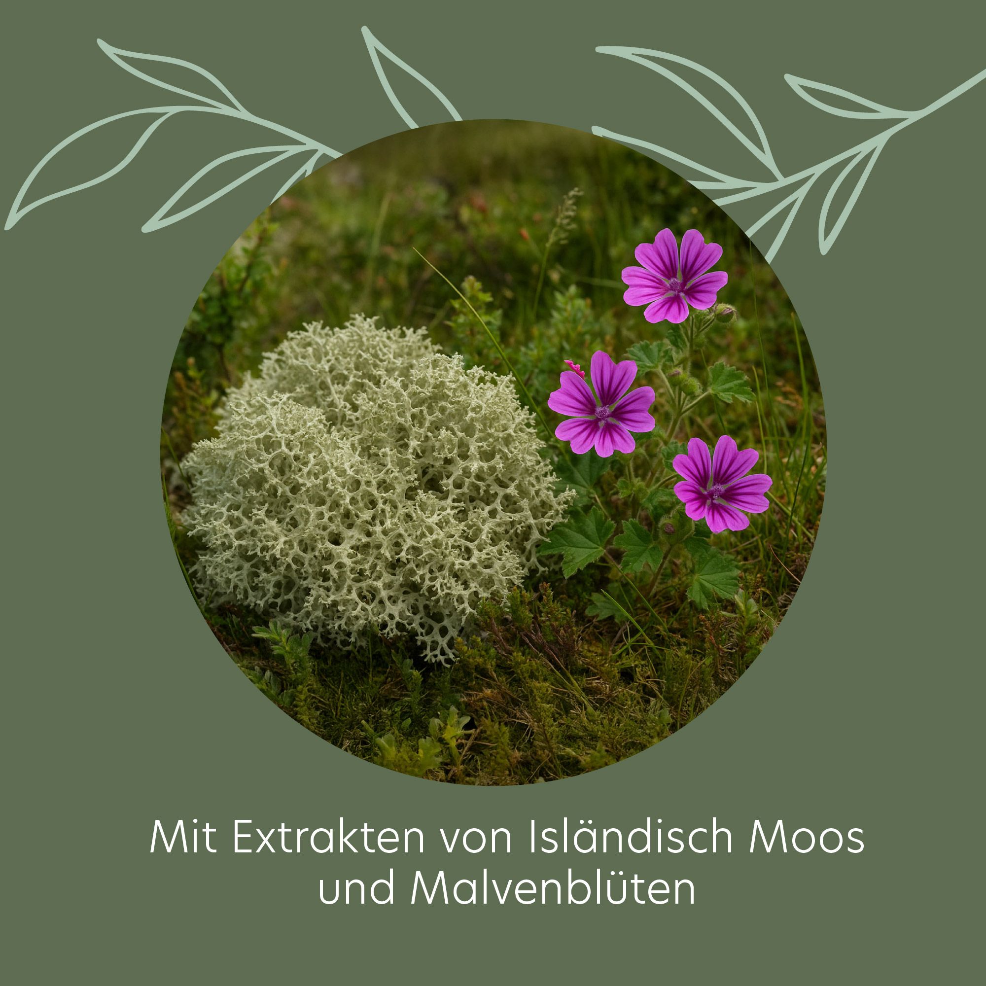 Runder Ausschnitt mit Moos und lila Blüten. Text: Mit Extrakten von Isländisch Moos und Malvenblüten.