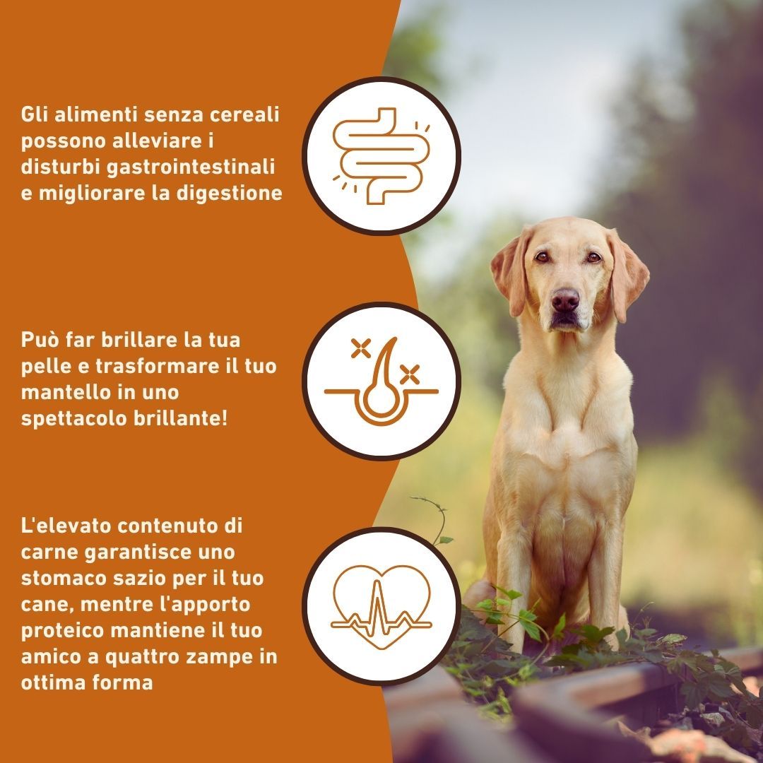 Vorteile von getreidefreiem Hundefutter. Verbesserung der Verdauung, Haut und Fell. Hund im Hintergrund.