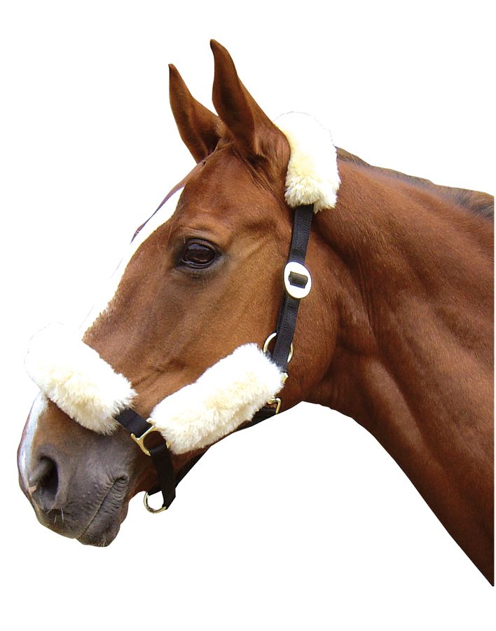 Pferdekopf mit Halfter. Weißes Fell an Genick und Nase. Schwarzes Leder, goldfarbene Beschläge.