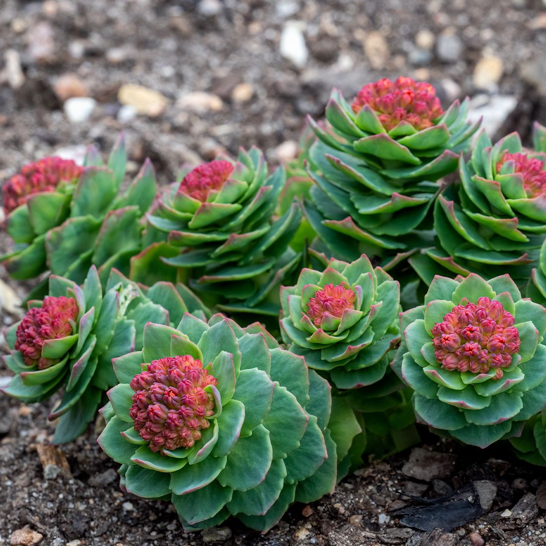 Sekoya Swiss - Rosenwurz | Rhodiola Rosea | Gegen Stress