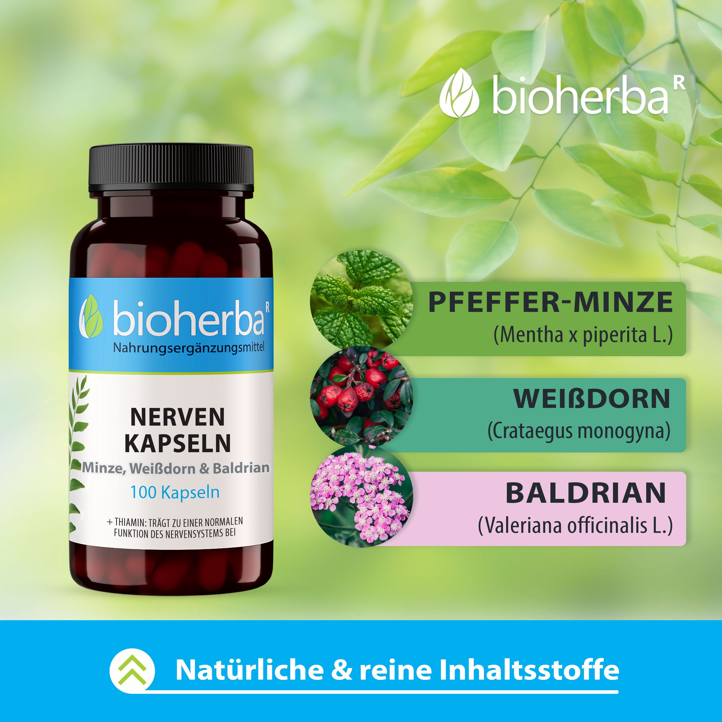 Braune Flasche mit weißen Etikett. Aufschrift: Nerven Kapseln, Minze, Weißdorn & Baldrian. Logo: Bioherba. Illustrationen.
