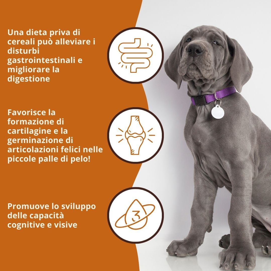 Hund mit Halsband. Grafiken und Text: Getreidefreie Ernährung kann Magen-Darm-Beschwerden lindern. Fördert Knorpel und Gelenke. Fördert kognitive Fähigkeiten.