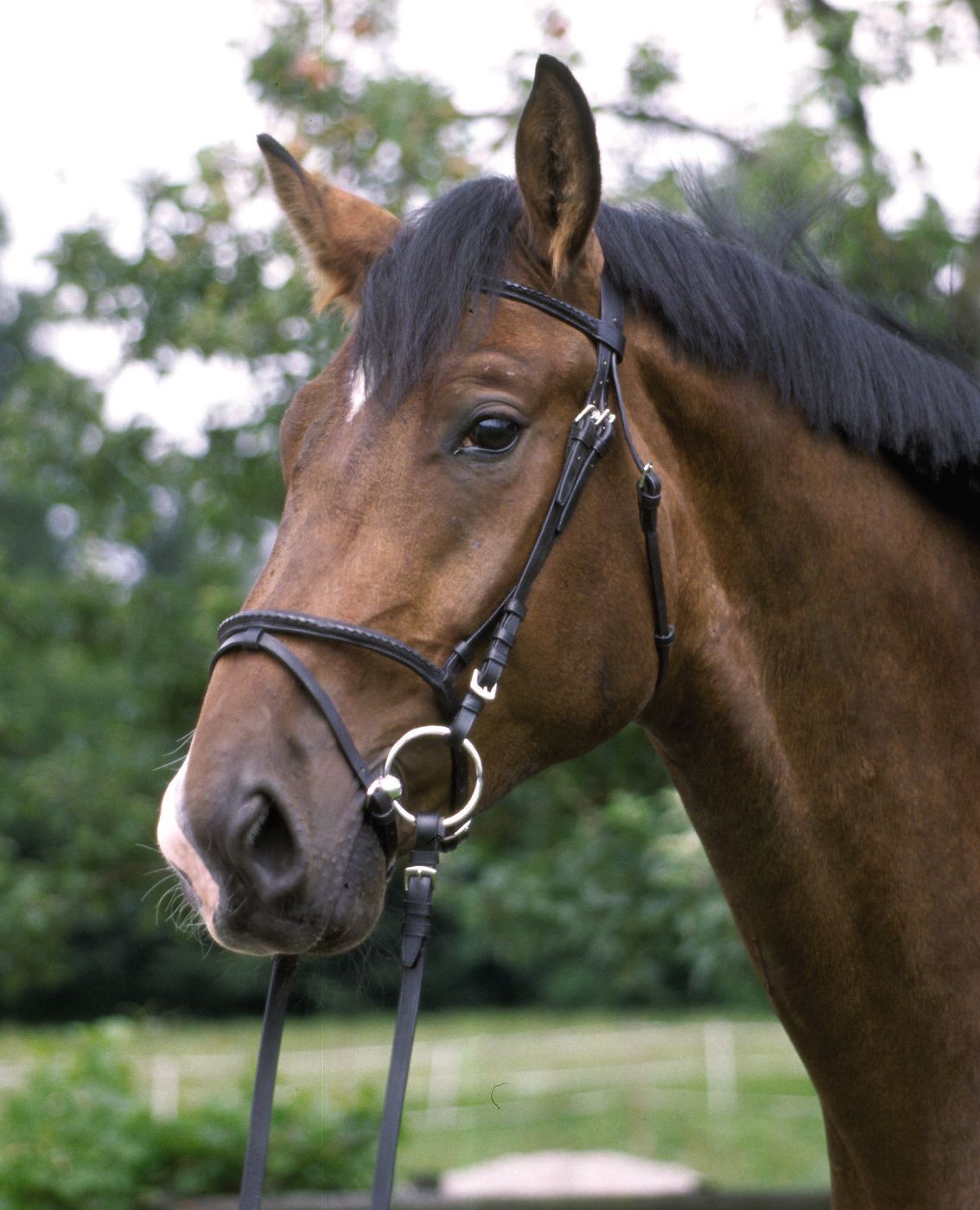 Nahaufnahme eines Pferdes mit schwarzem Trensenzaum.
