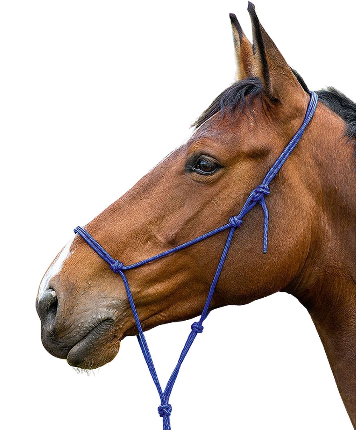 Braunes Pferd mit blauem Knotenhalfter. Seitenansicht des Kopfes.