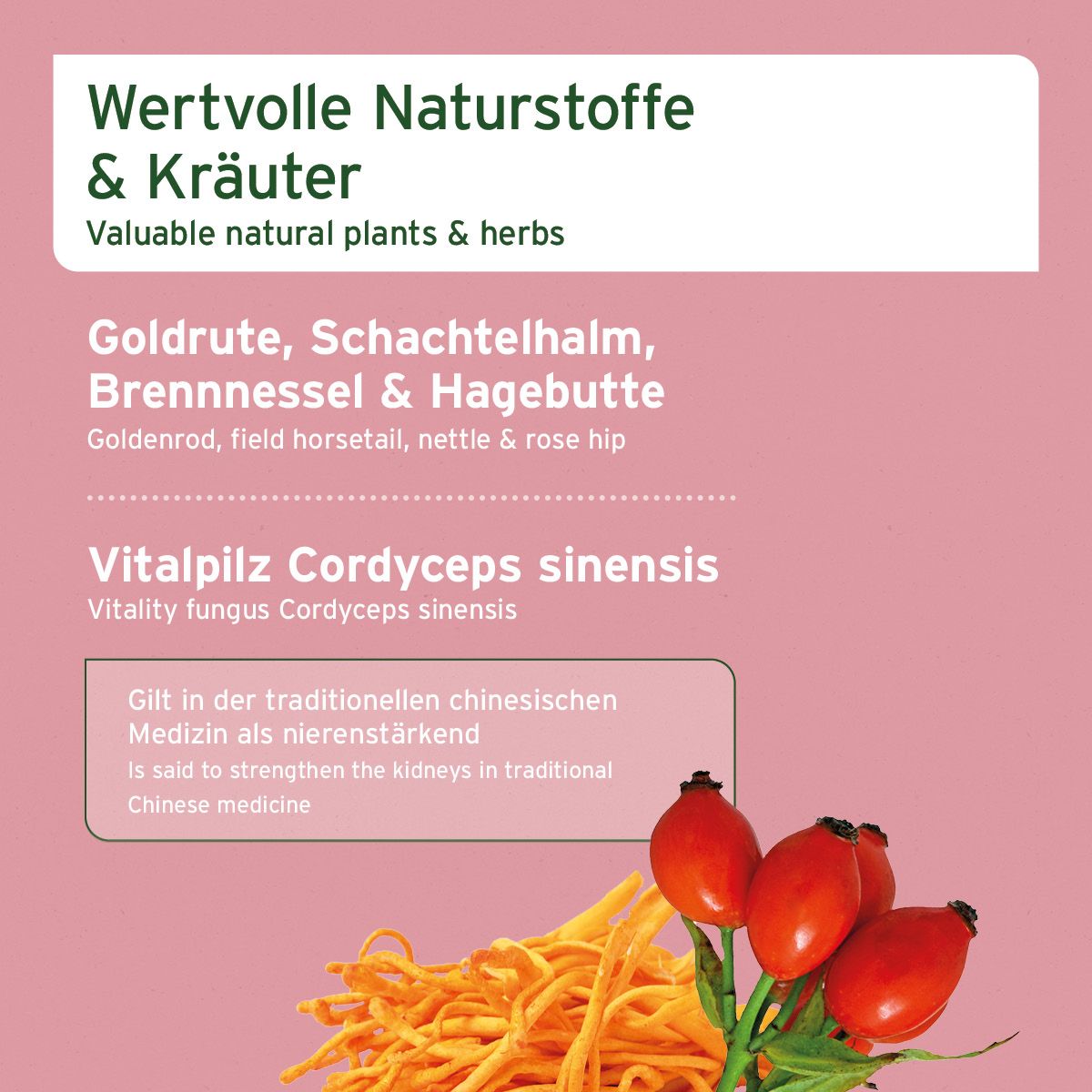 Rosa Hintergrund mit Text. Aufschrift: Wertvolle Naturstoffe & Kräuter. Abbildung von Hagebutten und Cordyceps sinensis. Text über Inhaltsstoffe.