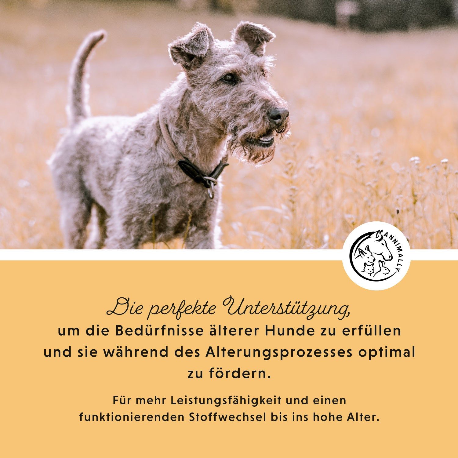 Hund im Feld. Text: Die perfekte Unterstützung, um die Bedürfnisse älterer Hunde zu erfüllen und sie während des Alterungsprozesses zu fördern.