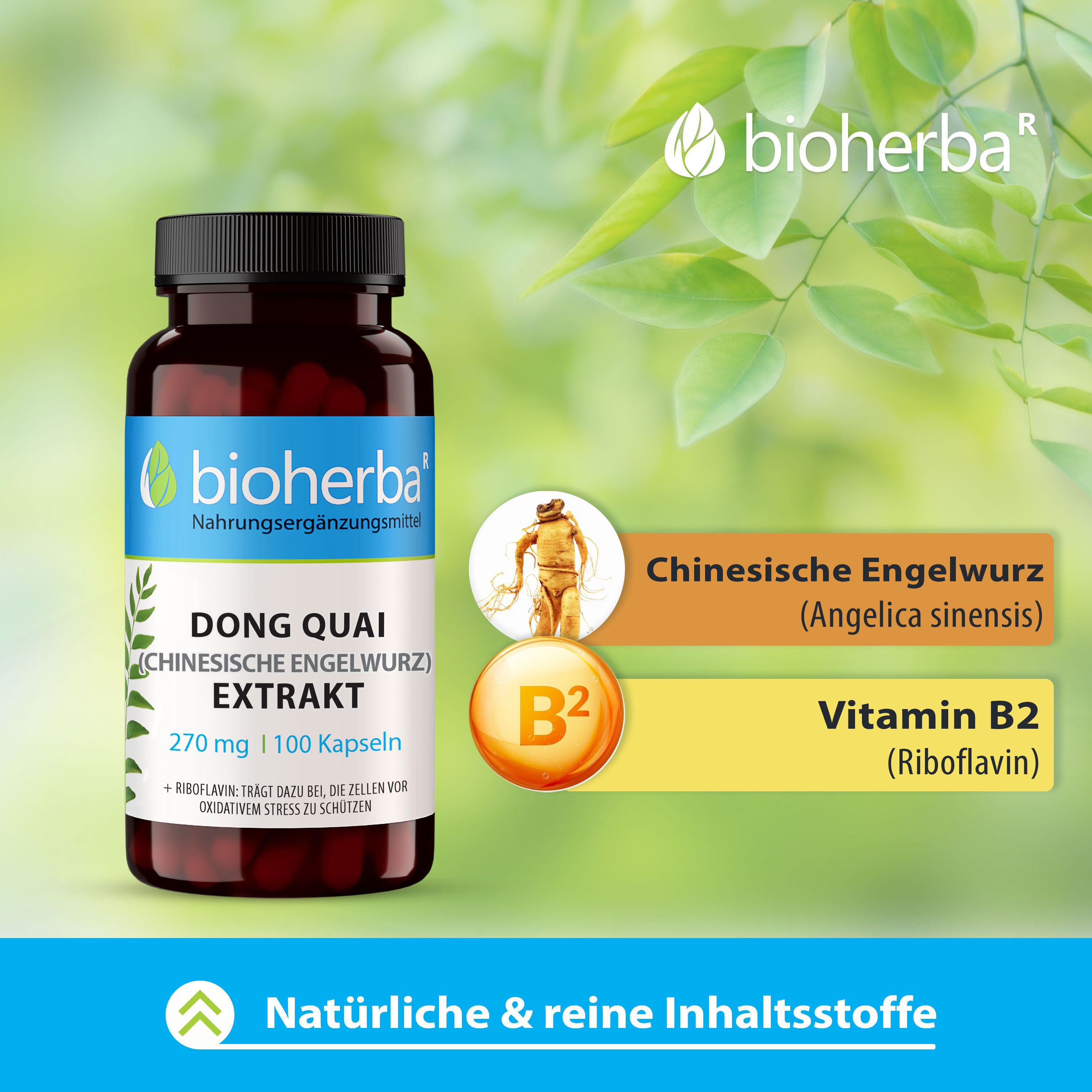 Bioherba Dong Quai Extrakt Kapseln in einer braunen Flasche. Produkt mit Illustrationen von Inhaltsstoffen.