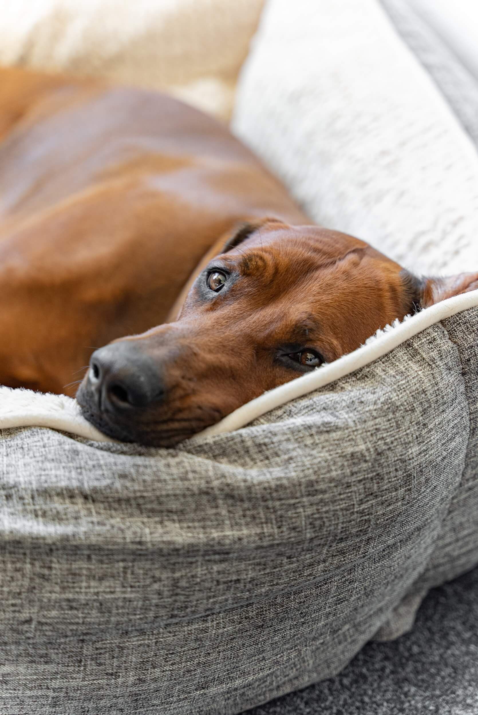 Nahaufnahme eines Hundes in einem orthopädischen Hundebett. Graues Bett mit beigem Innenfutter.