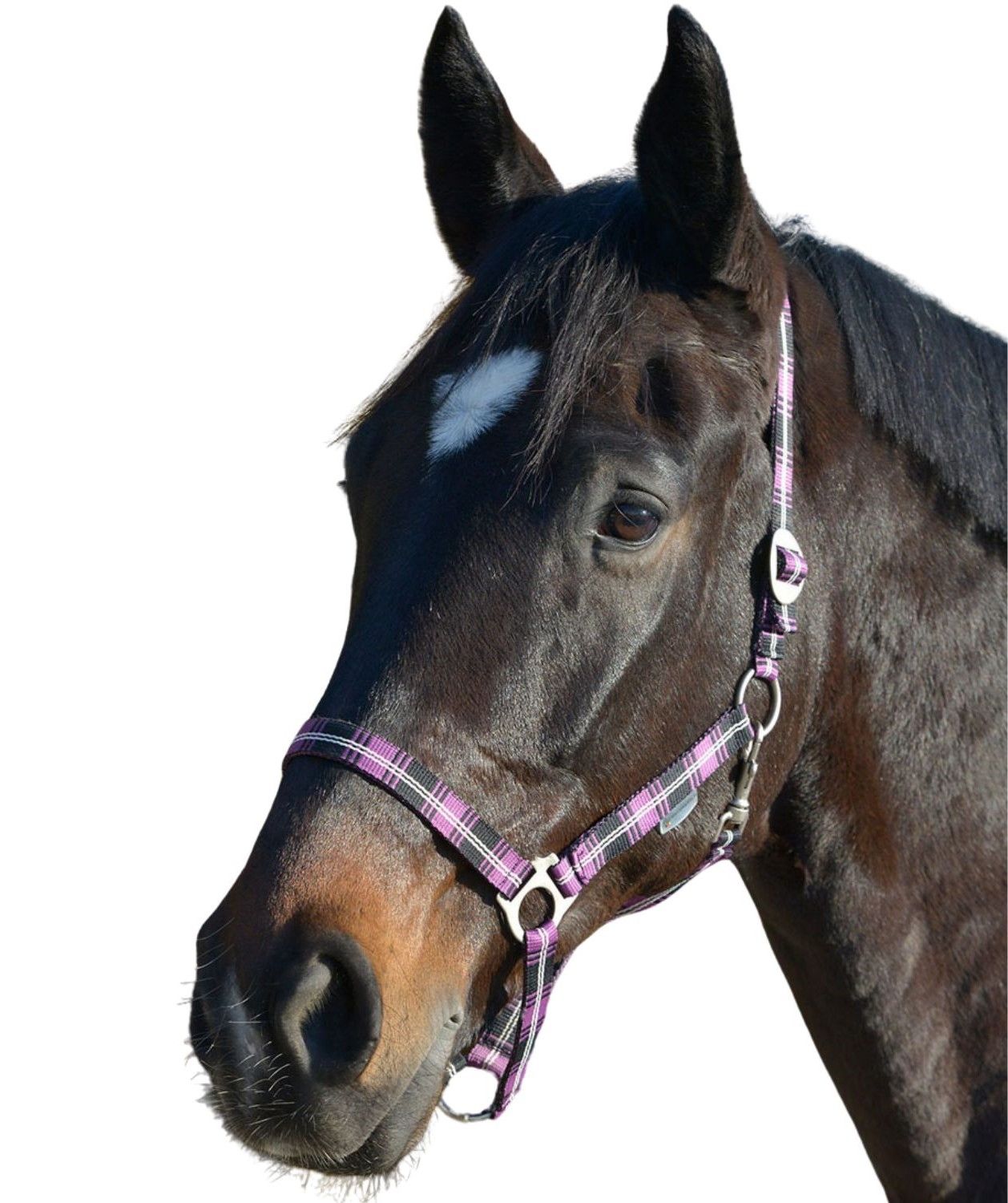 Pferdekopf mit einem karierten Halfter in Lila und Schwarz. Metallbeschläge.