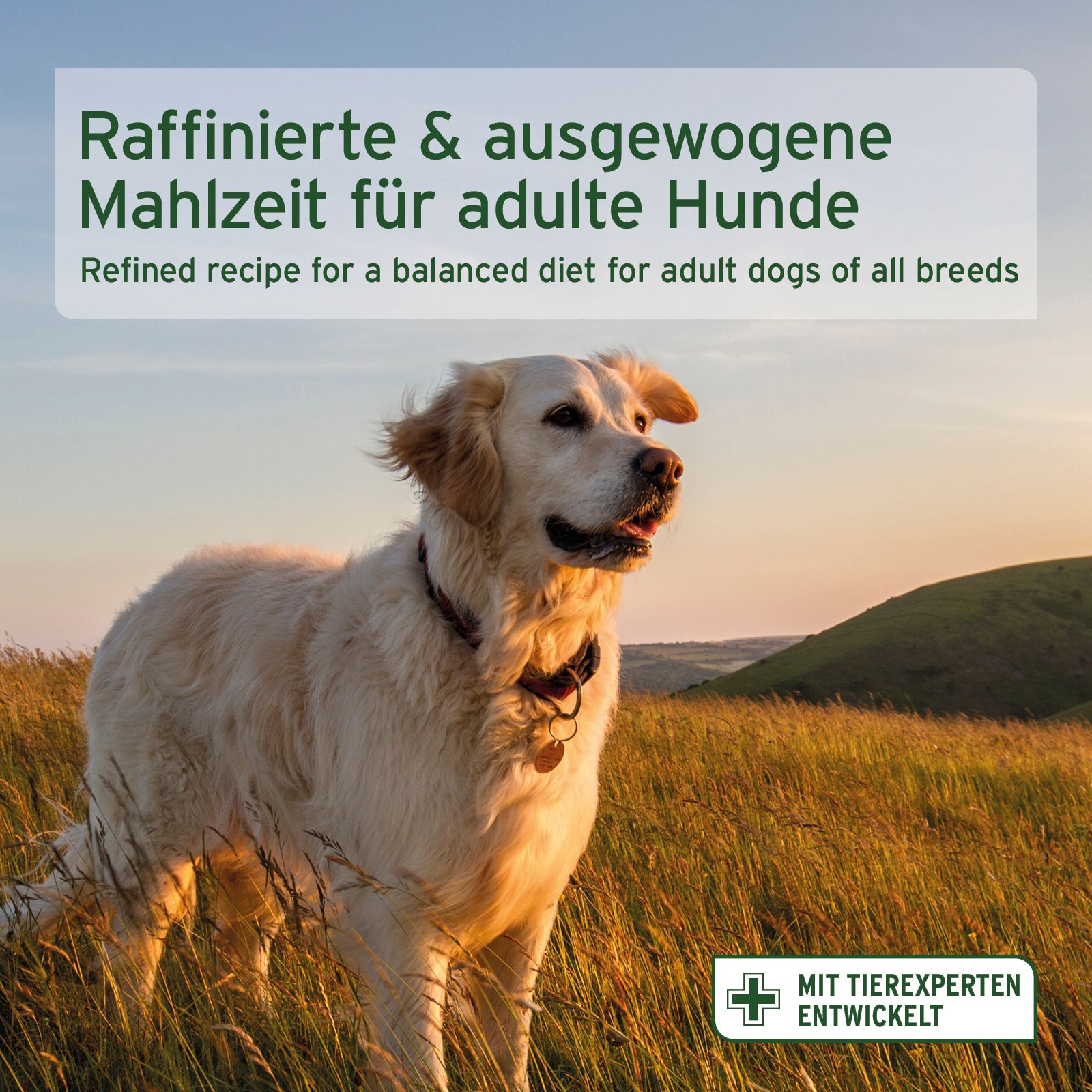 Goldener Retriever im Feld. Text: Raffinierte & ausgewogene Mahlzeit für adulte Hunde. Logo: Mit Tierexperten entwickelt.
