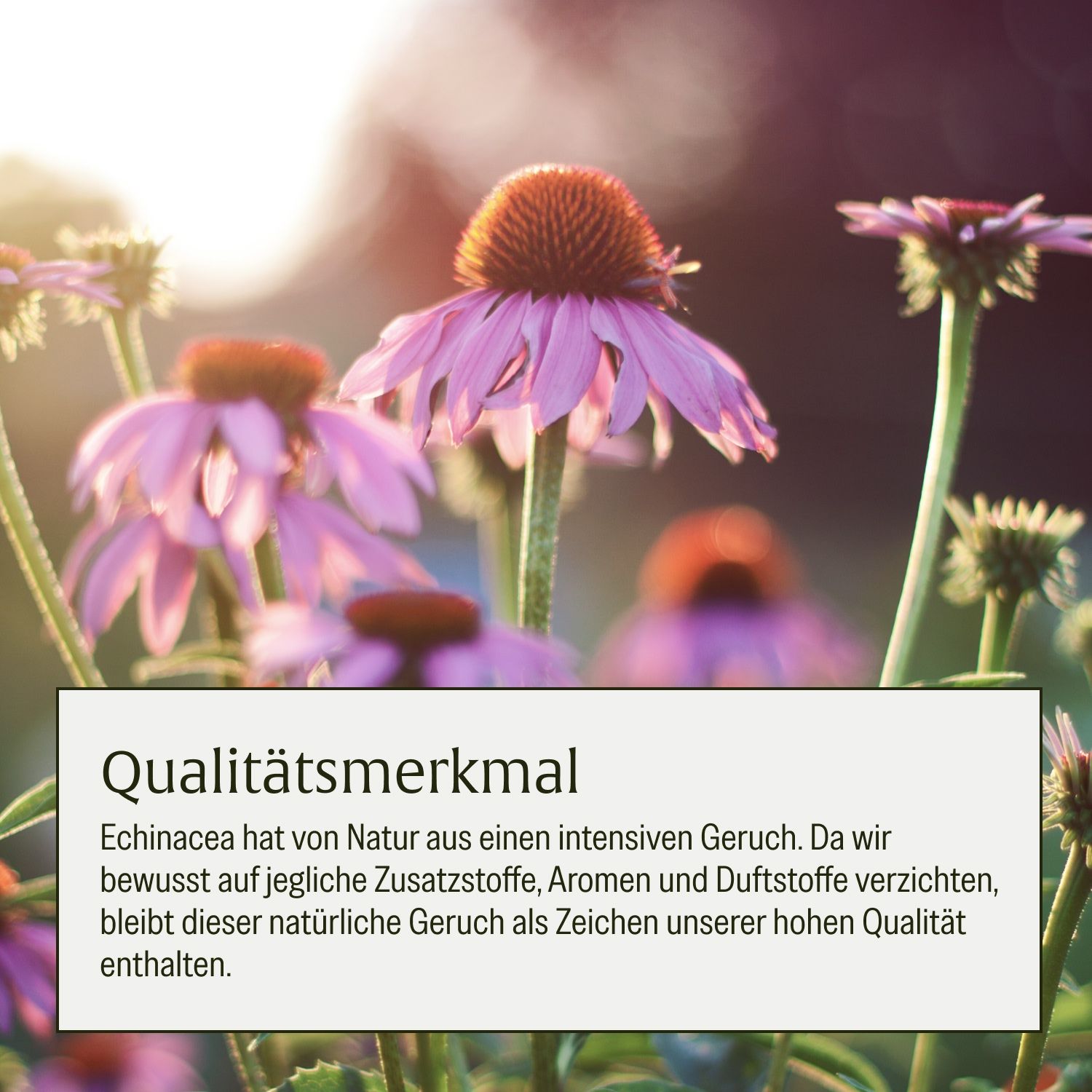Echinacea-Blüten im Sonnenlicht, Nahaufnahme. Text über Qualität.