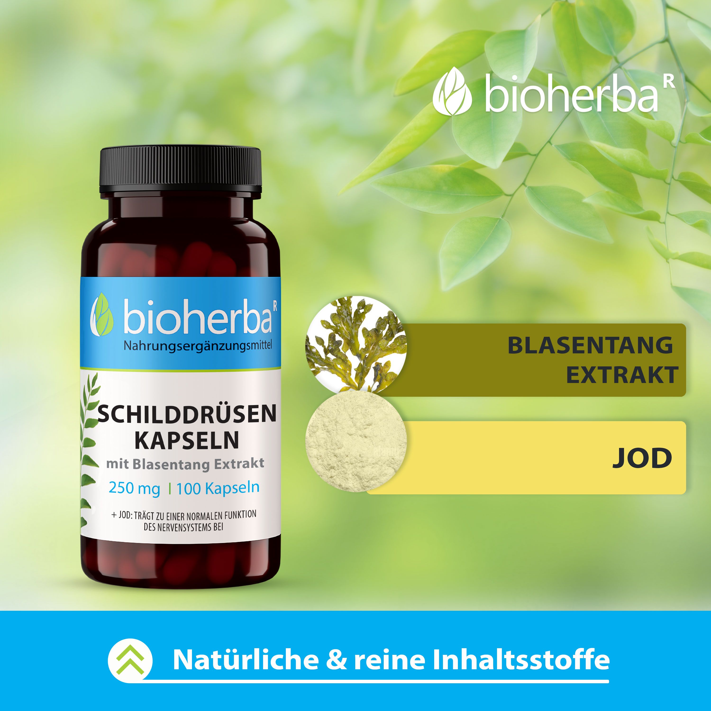 Braune Flasche mit schwarzem Deckel. Etikett mit Produktinformationen. Marke: Bioherba. Schilddrüsen Kapseln. Grünpflanze im Hintergrund.