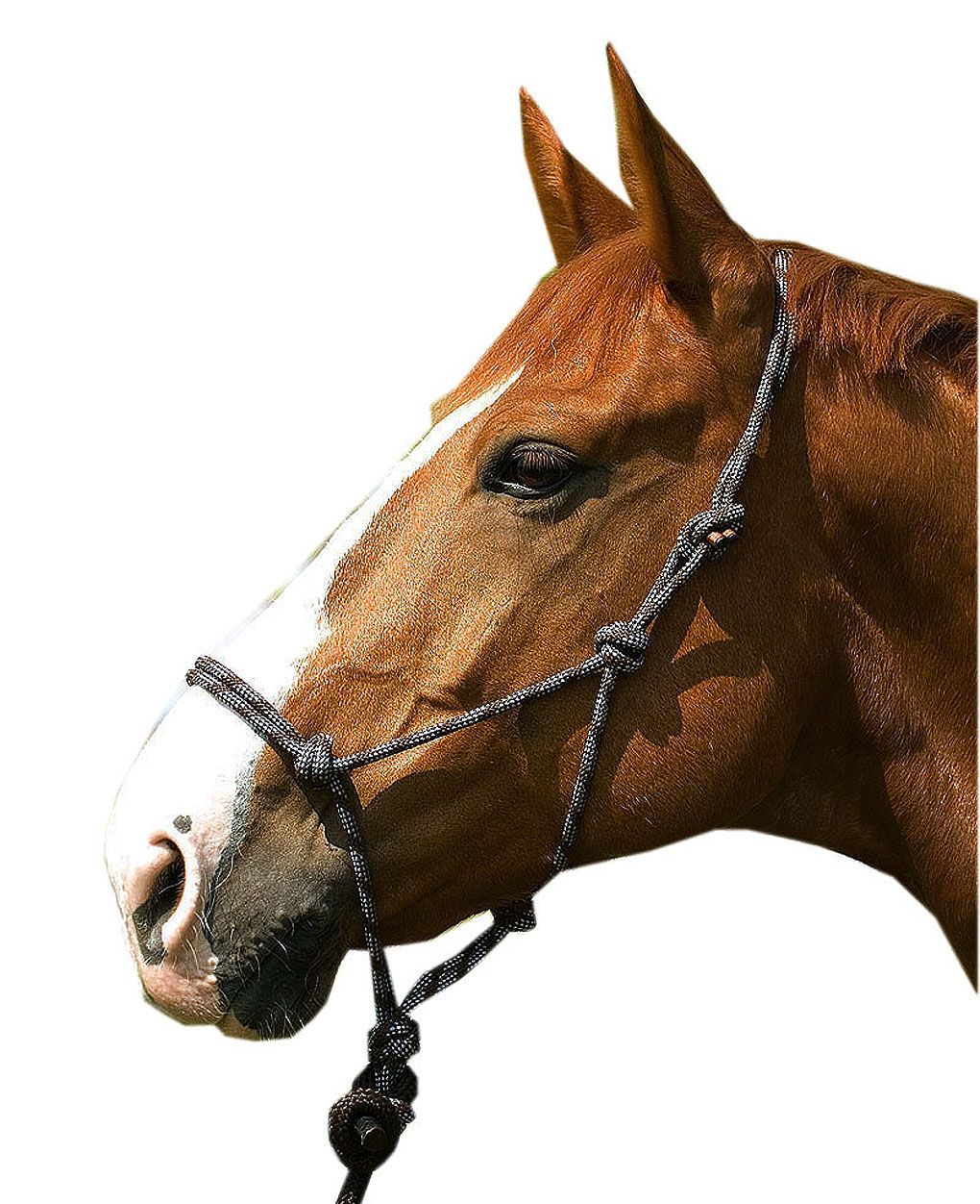 Nahaufnahme eines Pferdekopfes mit Knotenhalfter. Schwarzes Knotenhalfter, braunes Pferd, weißer Hintergrund.