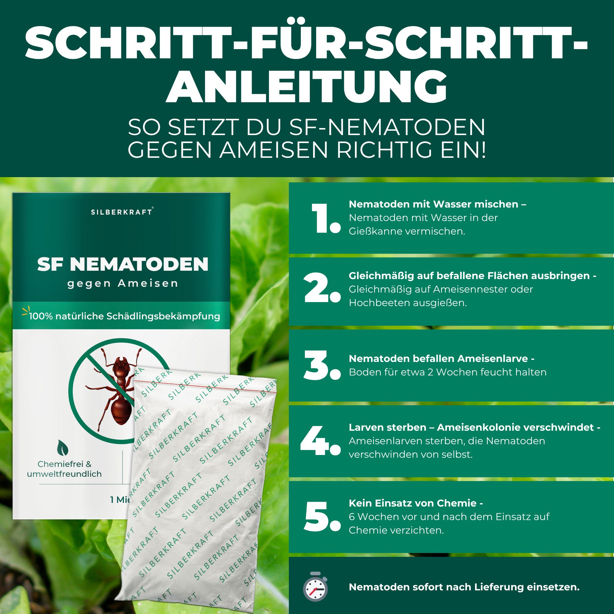 Schritt-für-Schritt-Anleitung zur Anwendung von SF-Nematoden gegen Ameisen. Zeigt Produktverpackung und Anwendungsanweisungen.
