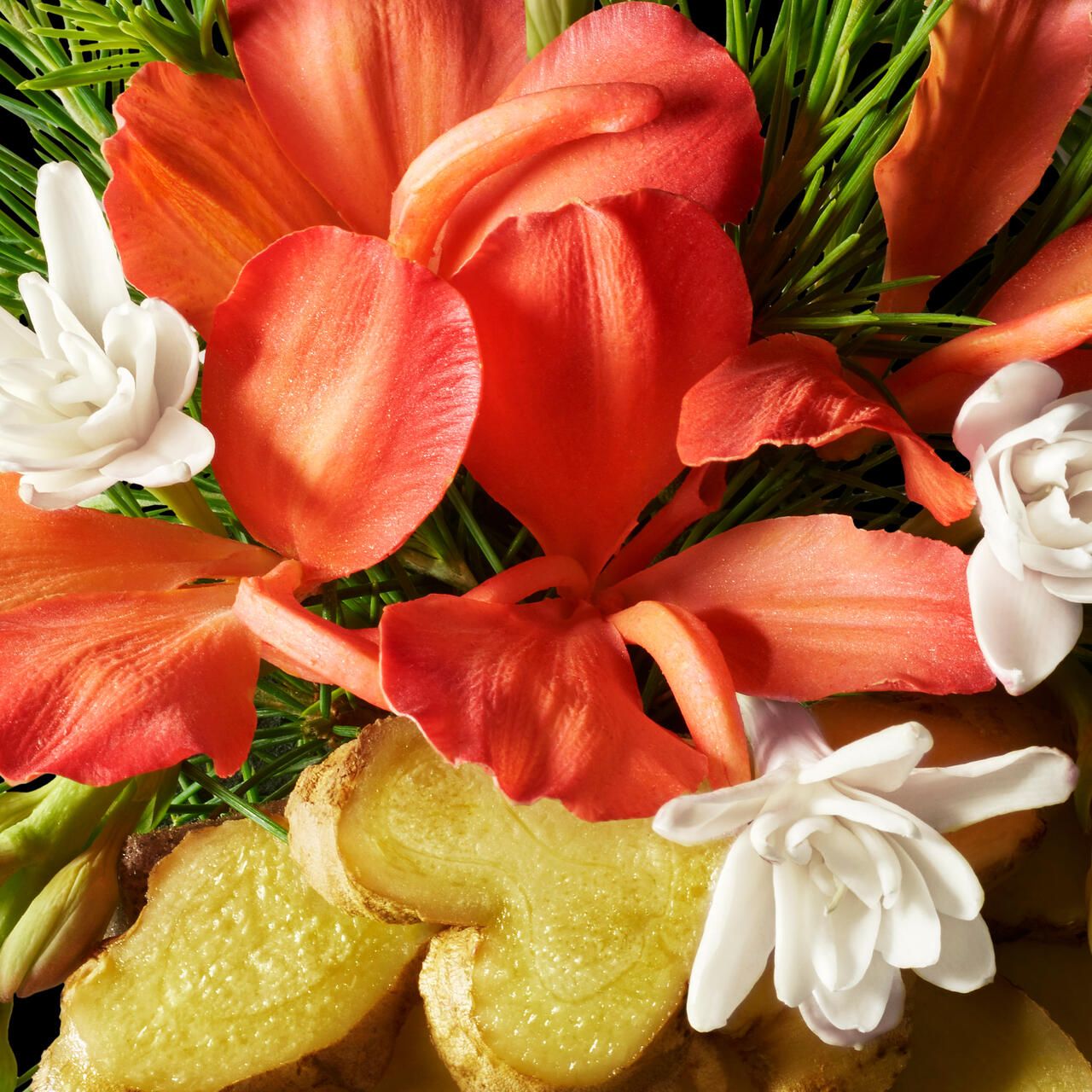 Nahaufnahme von Ingwer, weißen Blüten und orangefarbenen Blütenblättern.