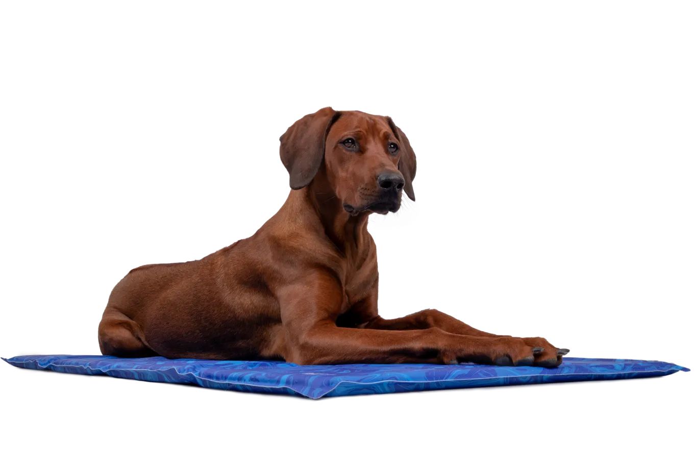TrendPet Arctic Comfort Kühlmatte