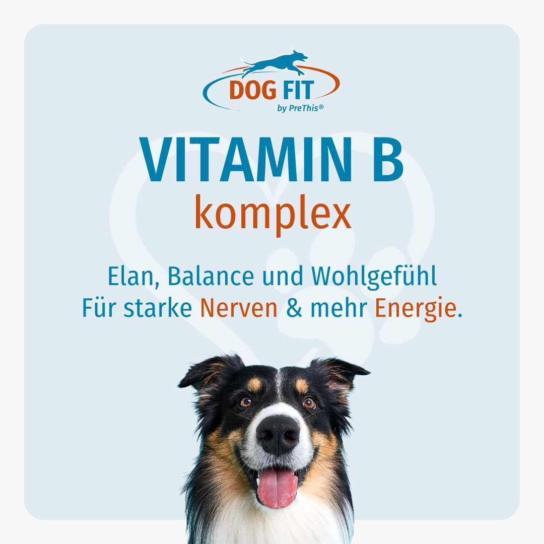 Ein Hund mit offenem Maul. Text: DOG FIT VITAMIN B komplex. Elan, Balance und Wohlgefühl. Für starke Nerven & mehr Energie.