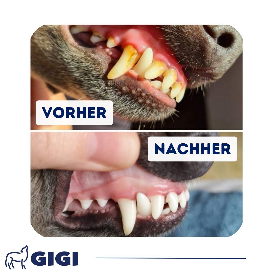 Zwei Nahaufnahmen von Hundegebissen. Oben: Zähne mit Belag. Unten: Saubere Zähne. GIGI Logo.