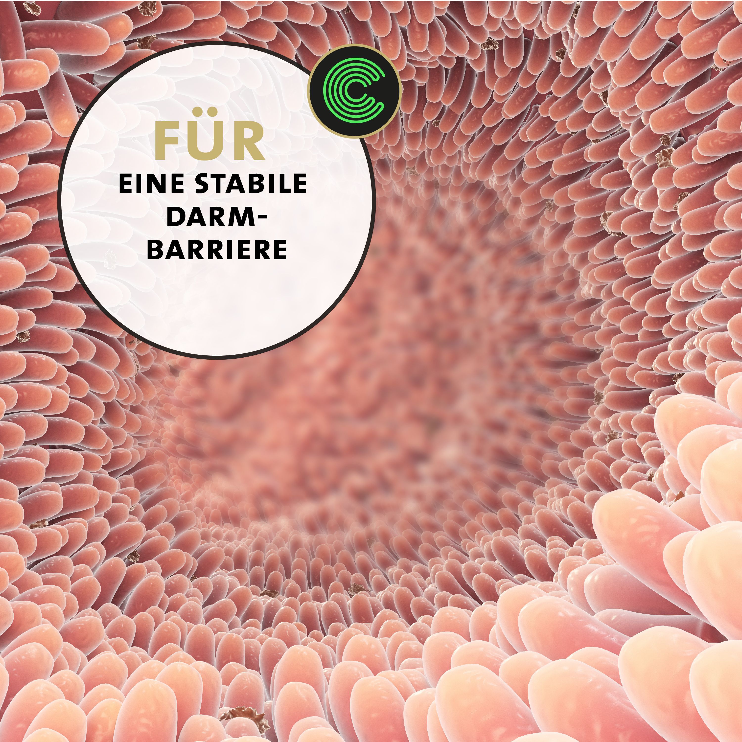 Darm-Ansicht. Text: Für eine stabile Darm-Barriere. C-Logo.
