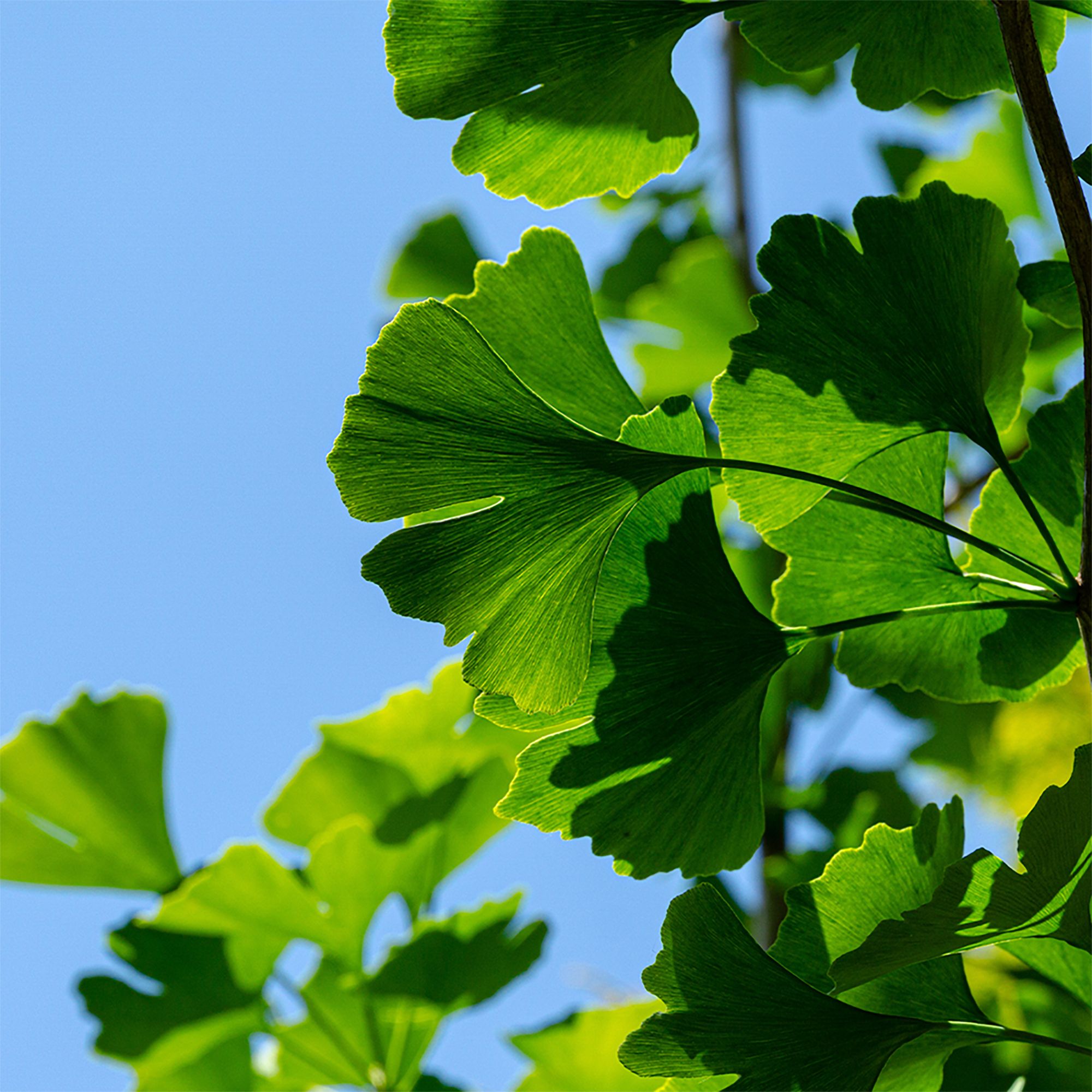 Grüne Ginkgoblätter vor blauem Himmel, Nahaufnahme.