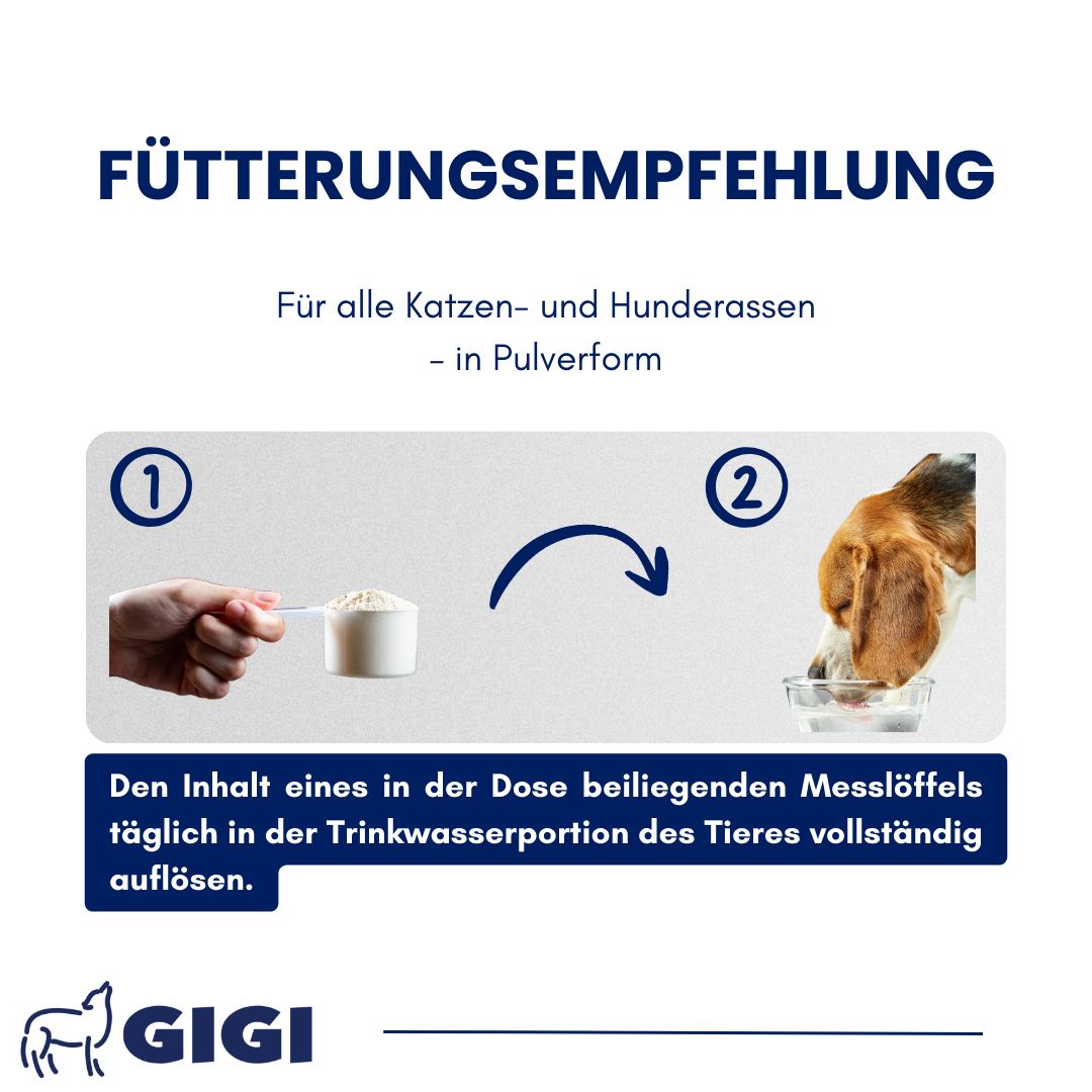 Illustration: Messlöffel mit Pulver, Hund trinkt. Text: Fütterungsempfehlung. GIGI Logo.