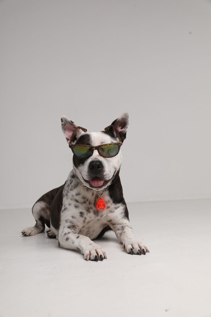 Hund mit Sonnenbrille und Anhänger. Der Anhänger ist rot. Der Hund liegt auf weißem Hintergrund.