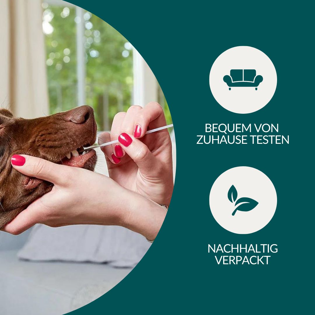 Bequem von zu Hause testen: DNA-Test für Hunde, nachhaltig verpackt.