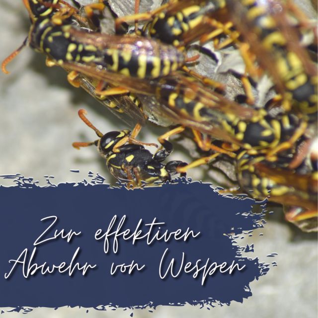 Nahaufnahme von Wespen auf einem Nest. Text: Zur effektiven Abwehr von Wespen.