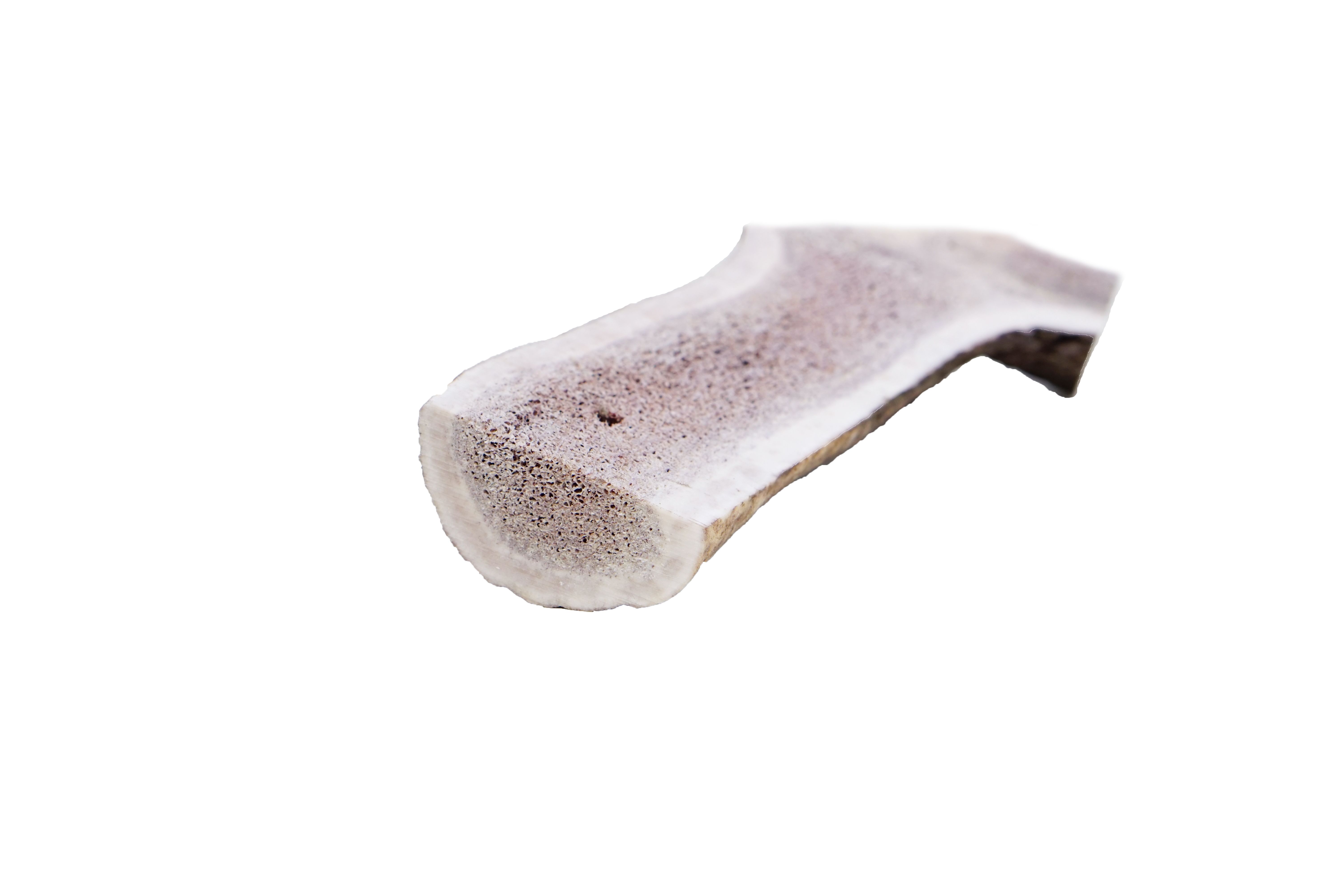 Halbiertes Hirsch-Geweihstück. Beige-braune Farbe, längliche Form. Innen porös, außen glatt. Einzelstück, isoliert auf weißem Hintergrund.