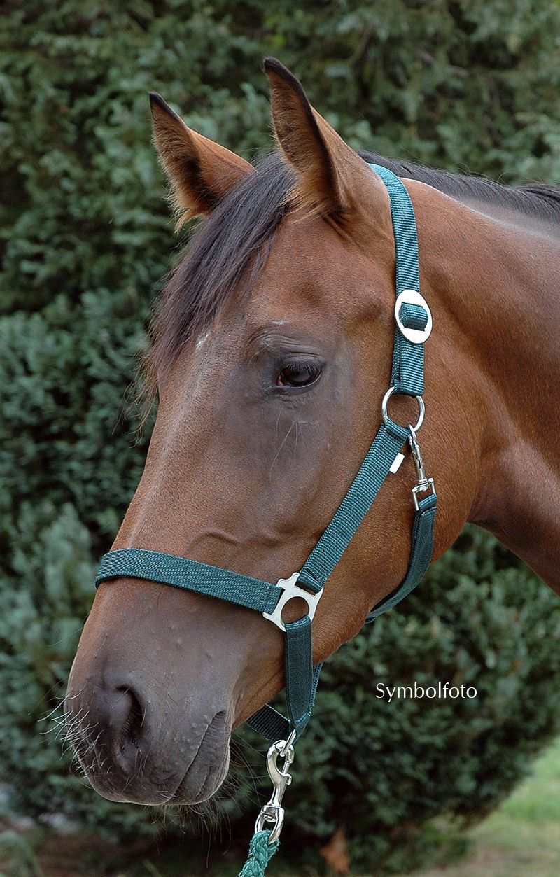 Grünes Perlonhalfter am Pferdekopf. Mit Strick. Shetty-Größe.