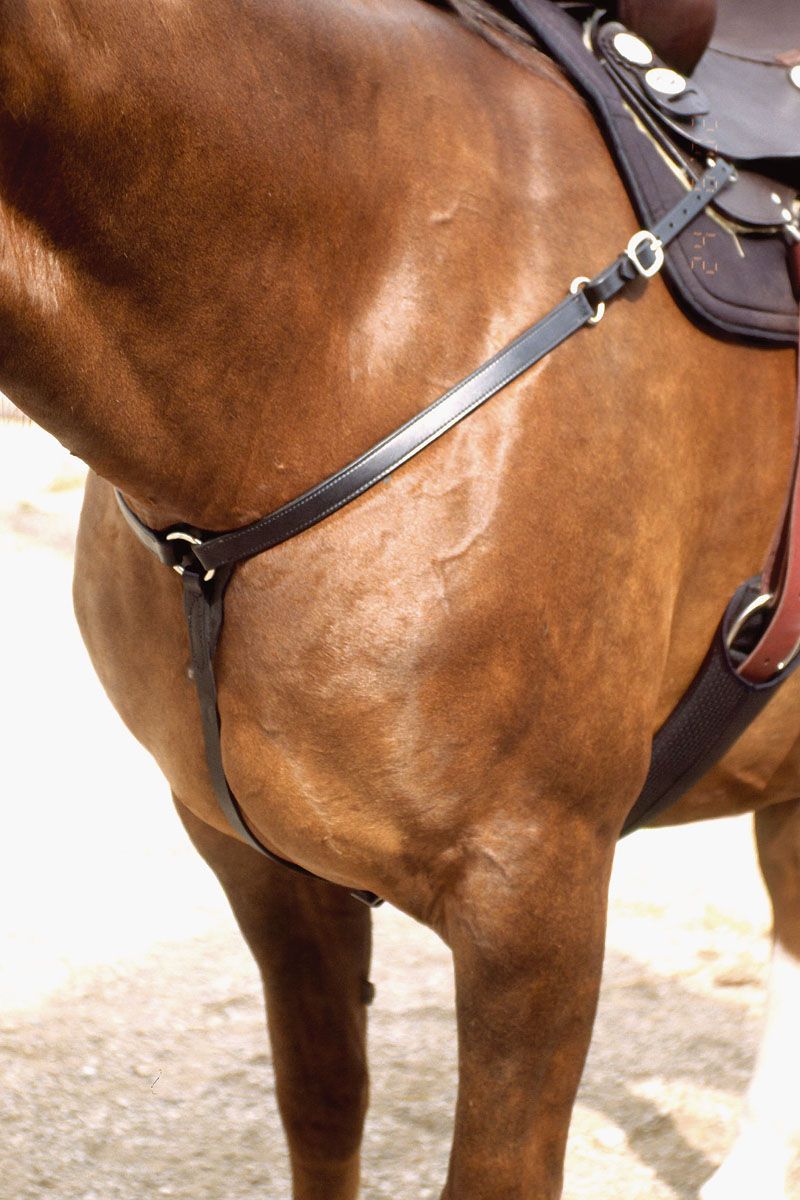 Schwarzes Vorderzeug am Pferd. Metallringe und Lederriemen.