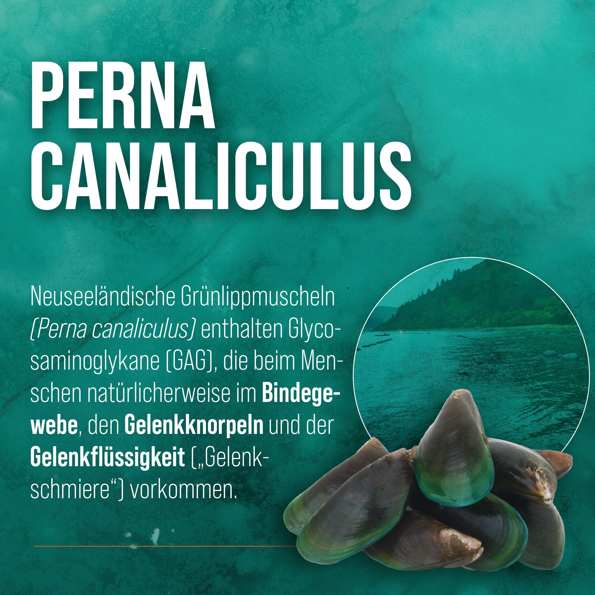 Grünlippmuscheln (Perna canaliculus) mit Text. Muscheln, Text über Glykosaminoglykane (GAG) im Bindegewebe.