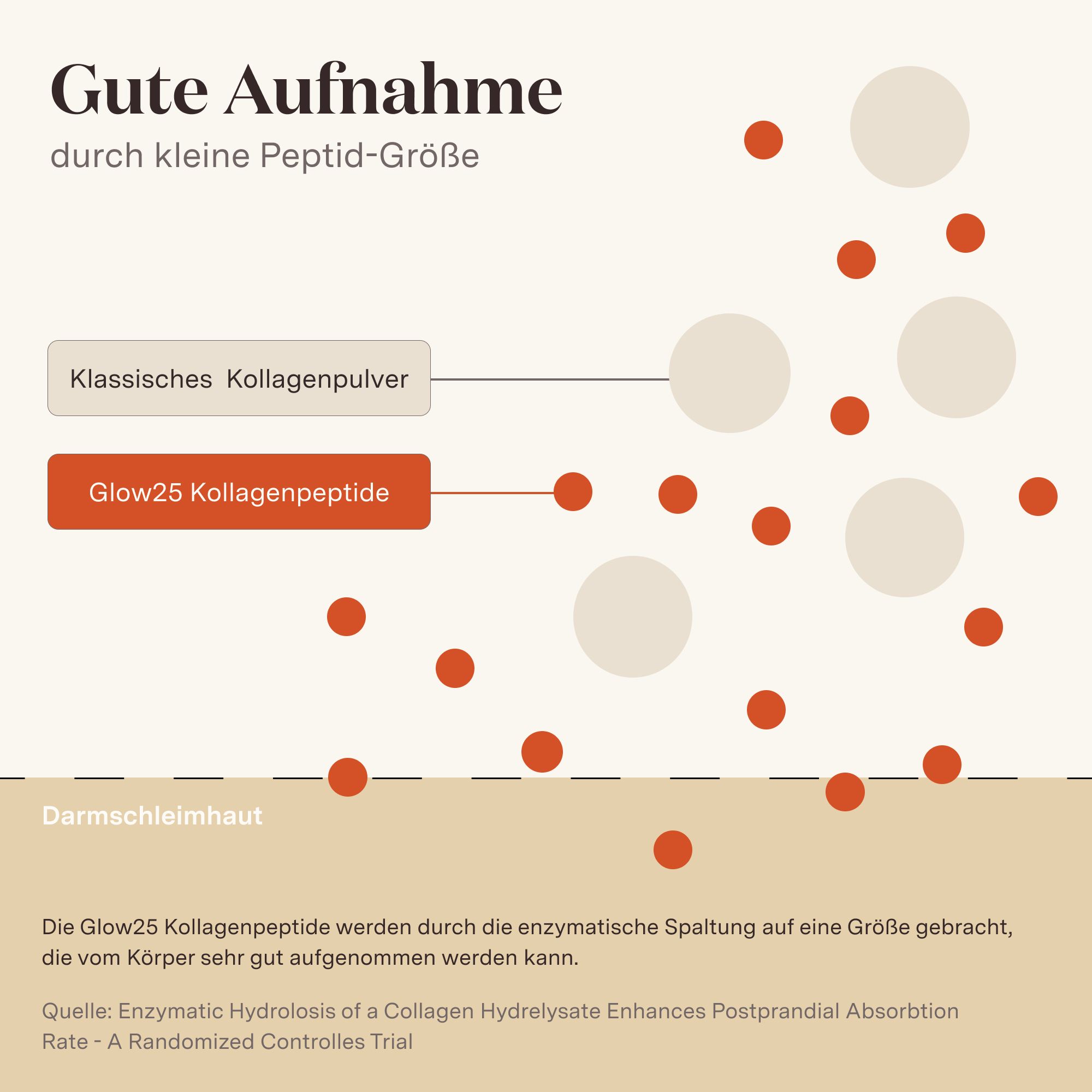 Grafik: Vergleich Kollagenpulver und Glow25 Kollagenpeptide. Darstellung der Aufnahme im Körper.