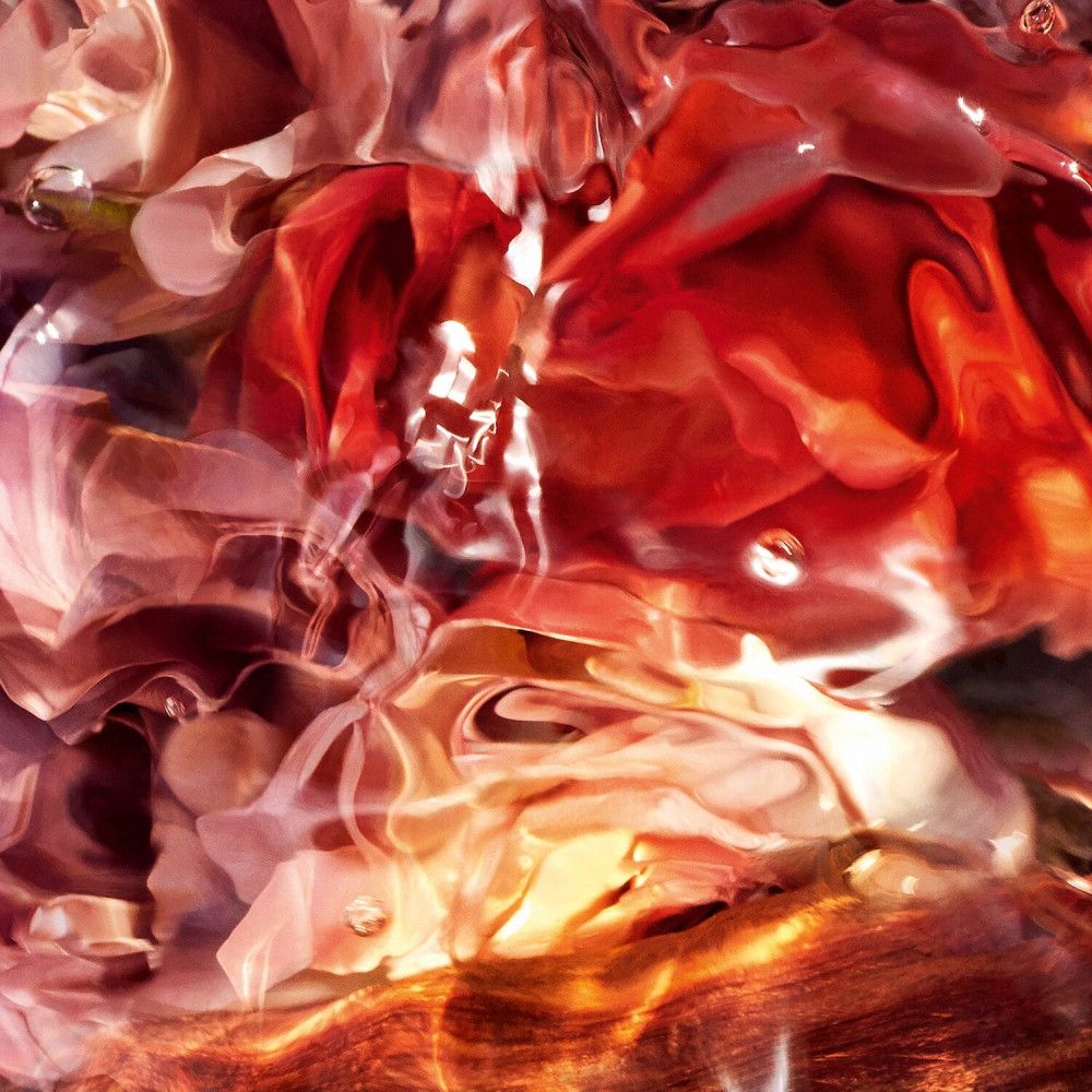 Nahaufnahme von Rosenblüten in Wasser. Farbverlauf von Rot zu Rosa. Wassertropfen.