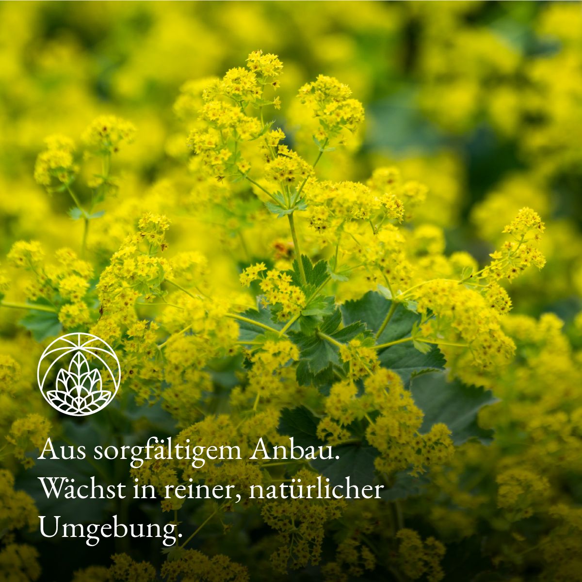 Monte Nativo Frauenmantel Kräutertee lose