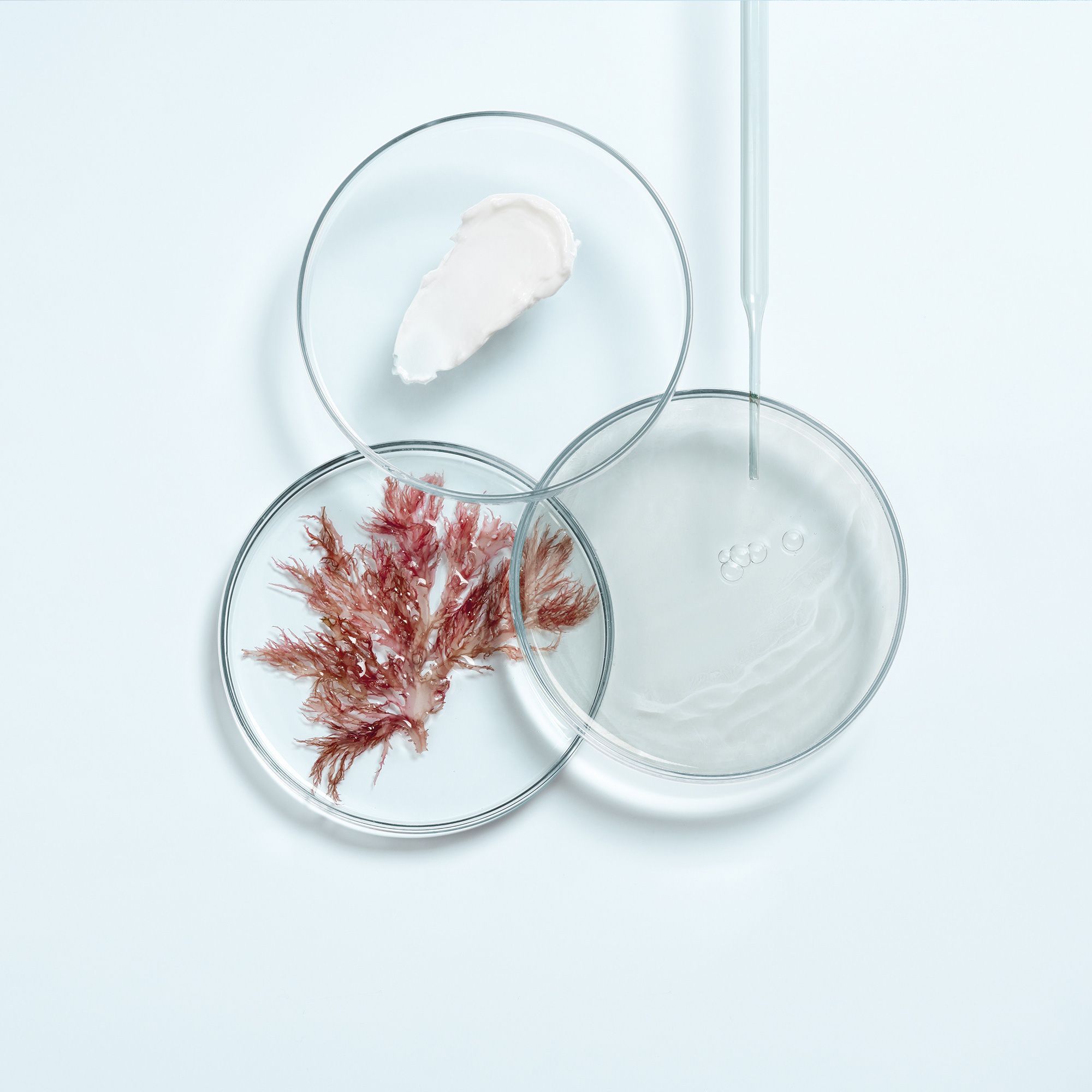 Drei Petrischalen mit Inhaltsstoffen: Creme, Algen und Flüssigkeit. Pipette über einer Schale.