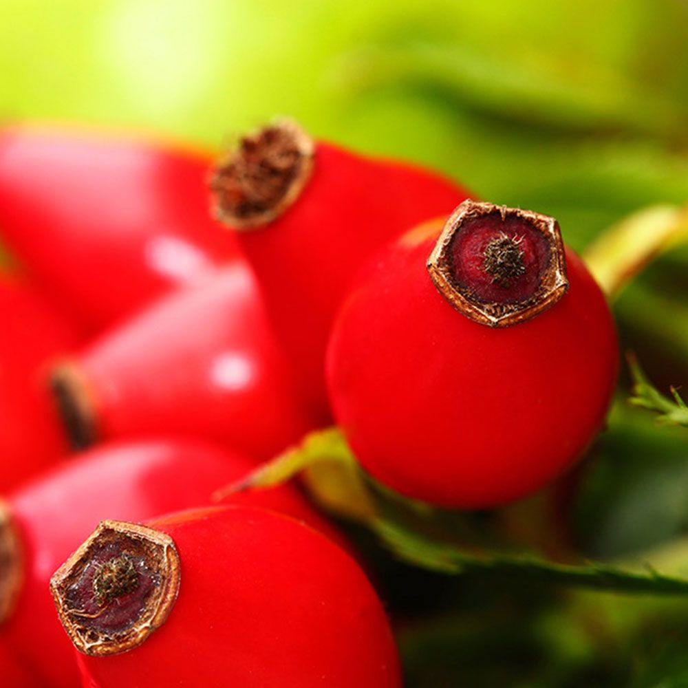 Nahaufnahme von roten Hagebutten. Mehrere Früchte mit grünen Blättern im Hintergrund.