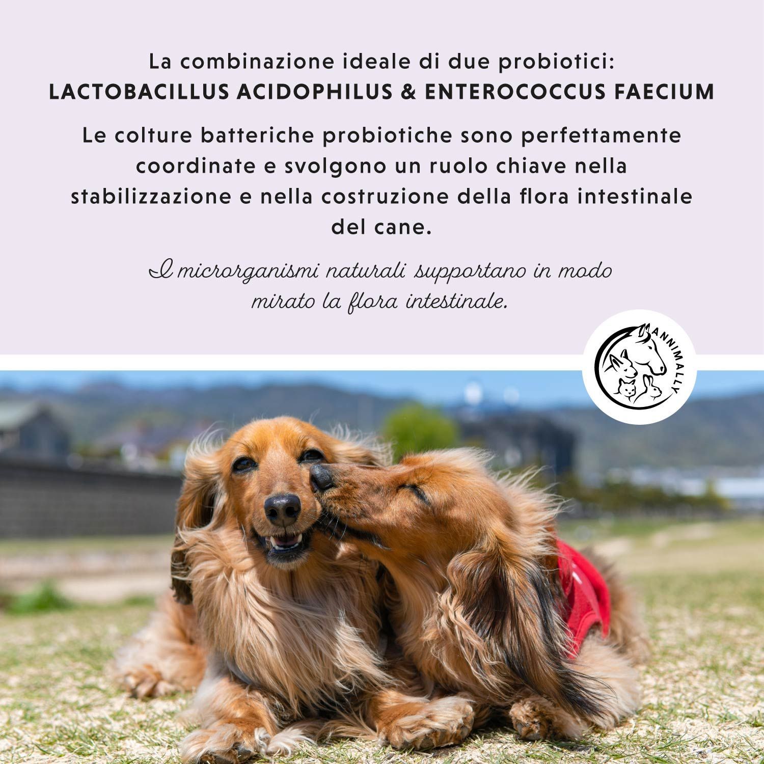 Zwei Hunde, die sich küssen. Text: Die ideale Kombination aus zwei Probiotika: Lactobacillus acidophilus & Enterococcus faecium. Die probiotischen Bakterienkulturen sind perfekt aufeinander abgestimmt.