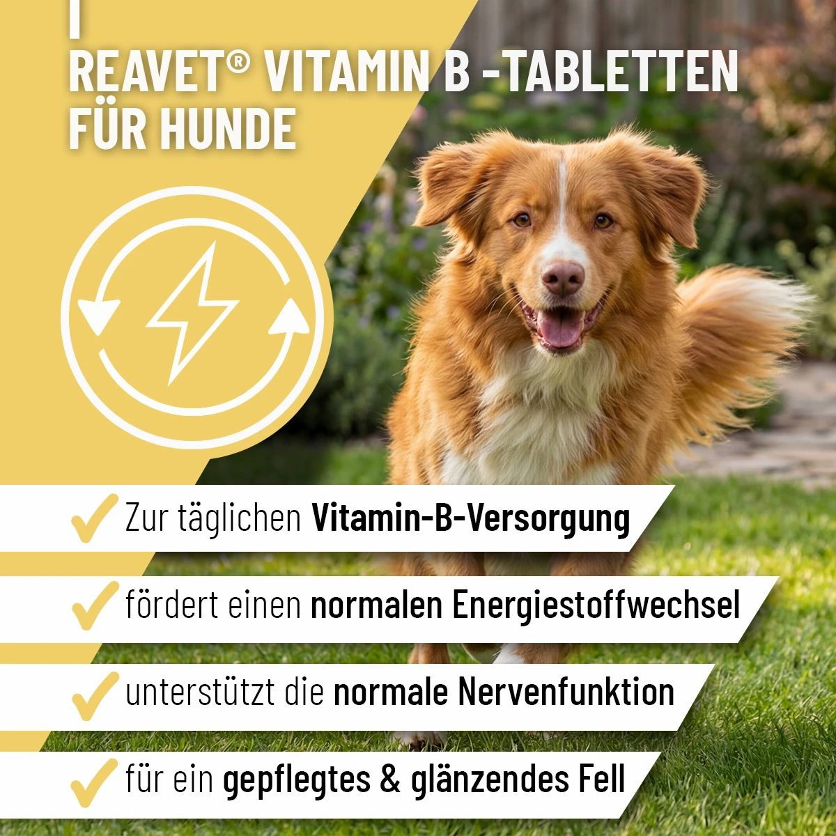 Gelbes Banner mit Text: ReaVET Vitamin B-Tabletten für Hunde. Grün markierte Vorteile: Vitamin-B-Versorgung, Energiestoffwechsel, Nervenfunktion, Fell.