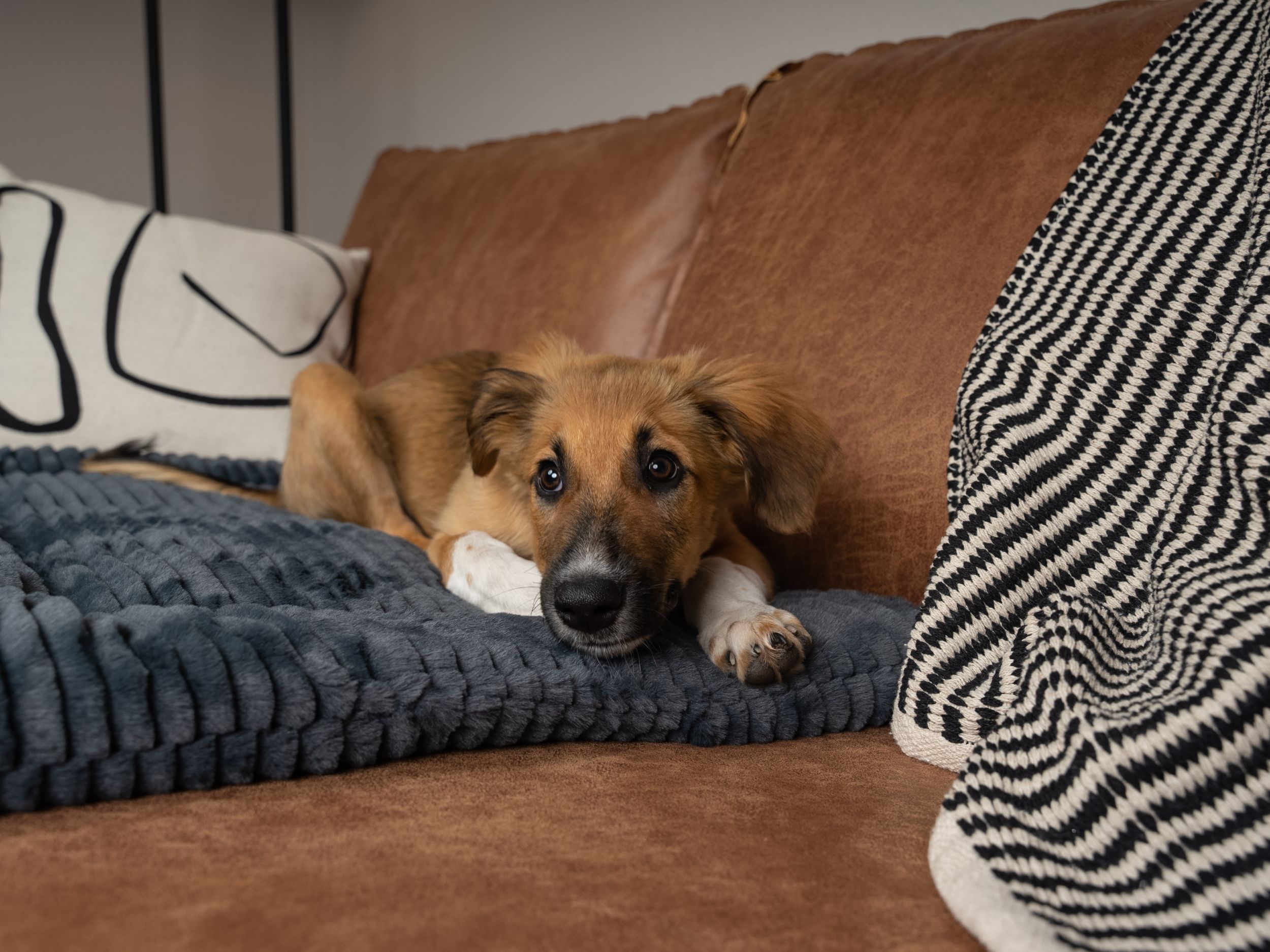 Hund auf grauer Liegedecke, braunes Sofa. Kissen und Decke im Hintergrund.