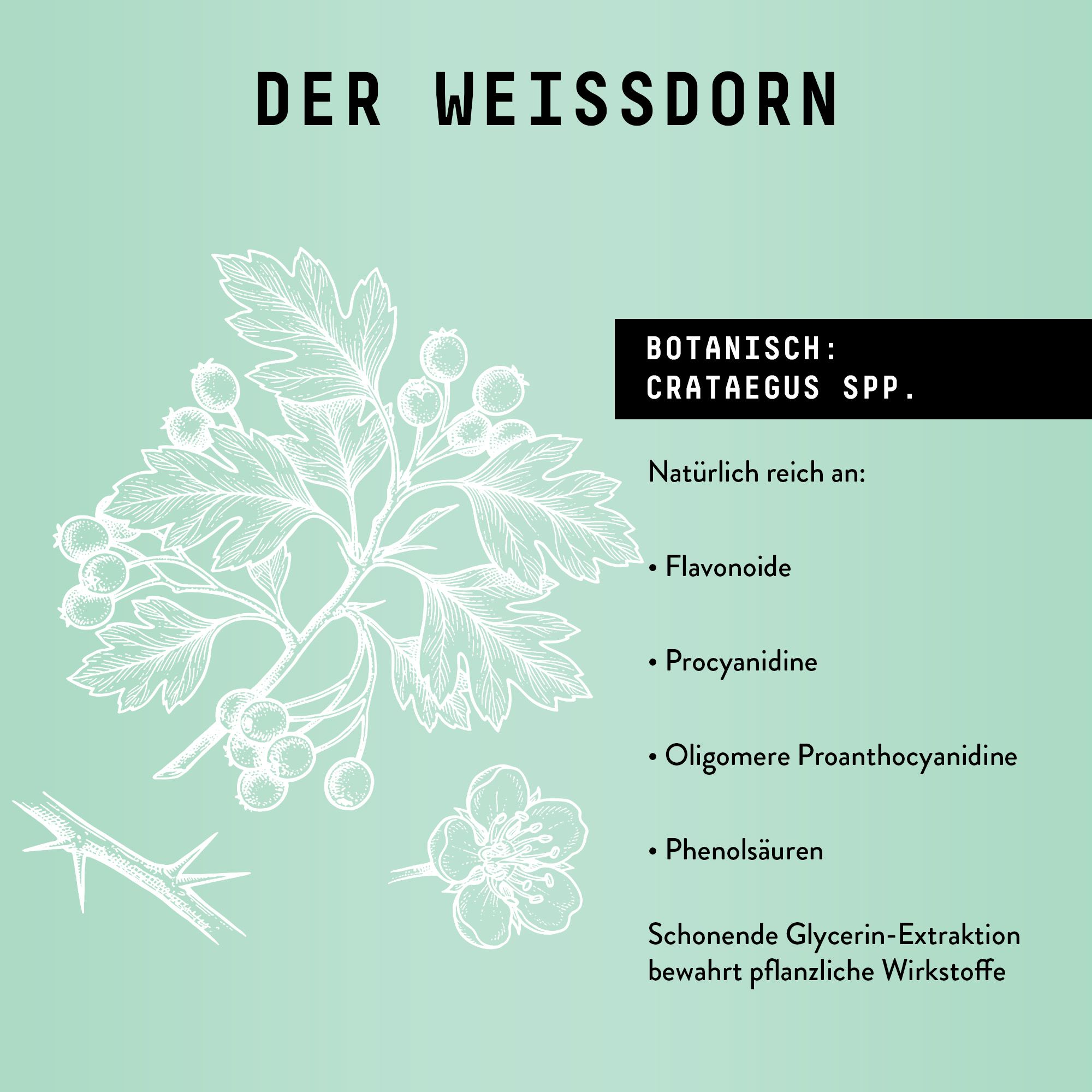Zeichnung von Weißdorn. Text: Botanisch: Crataegus spp. Flavonoide, Procyanidine, Phenolsäuren. Glycerin-Extraktion.