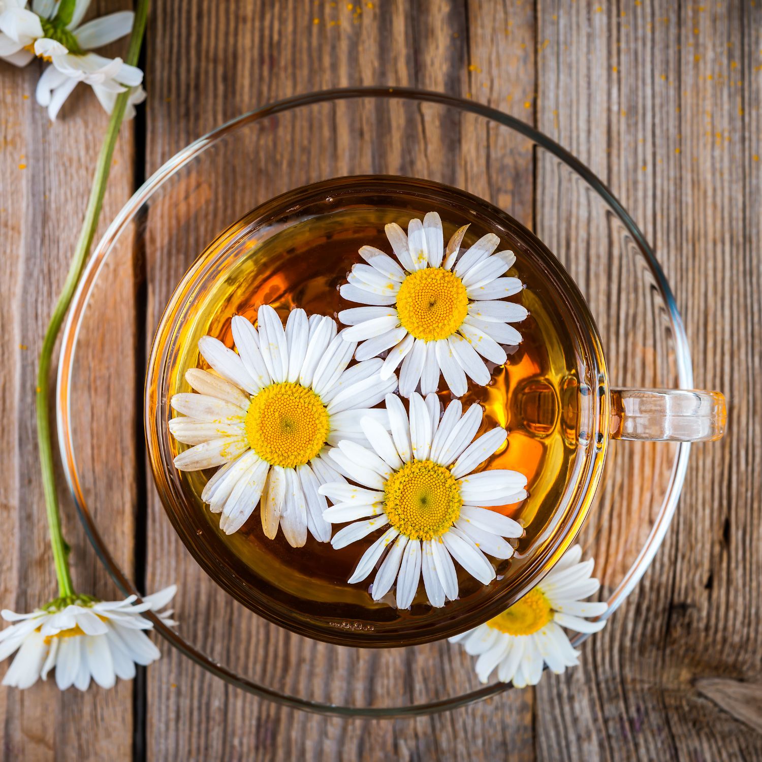 Draufsicht auf eine Tasse Tee mit Kamillenblüten. Holzuntergrund. Blüten mit weißen Blütenblättern und gelben Blütenköpfen.