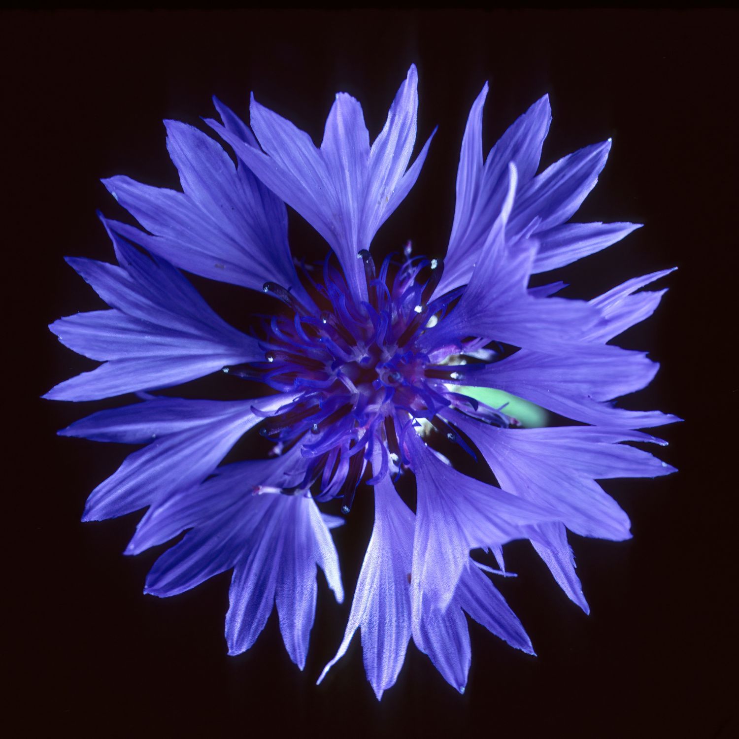 Nahaufnahme einer einzelnen blauen Kornblume. Dunkler Hintergrund. Blütenblätter in verschiedenen Blautönen.