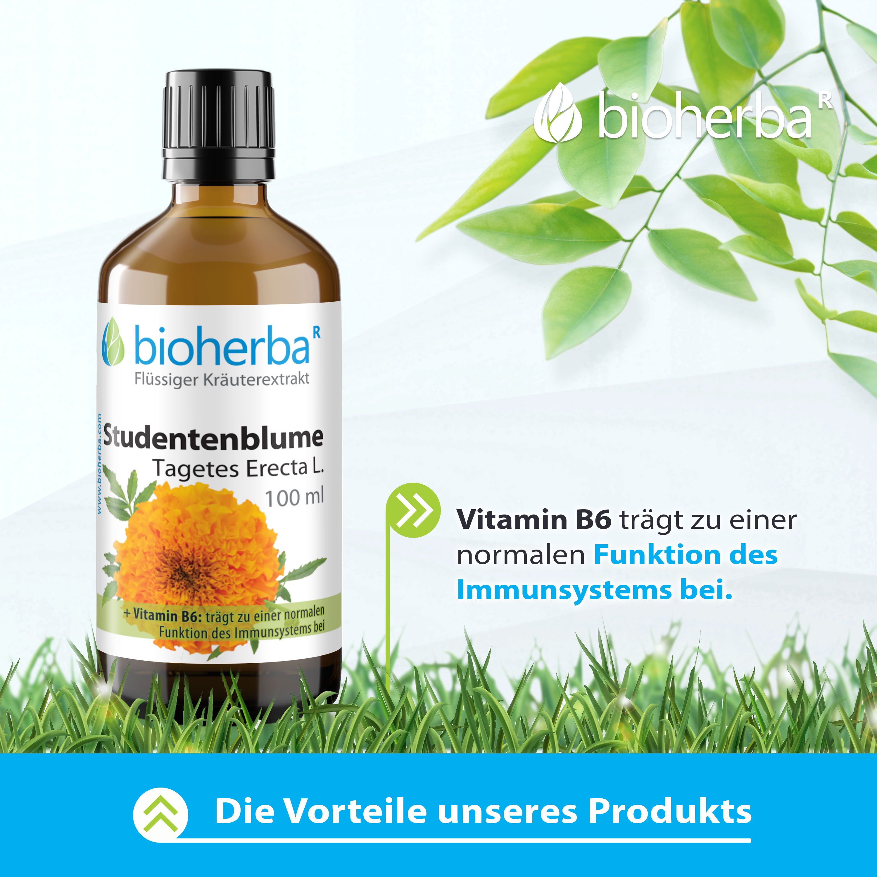 Braune Flasche mit Etikett. Grünpflanzen im Hintergrund. Text: Vitamin B6 trägt zur normalen Funktion des Immunsystems bei.