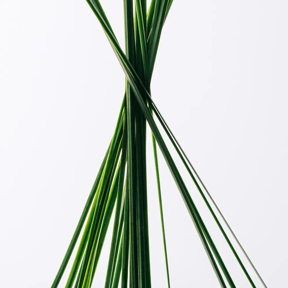 Grüne, lange Gräser vor weißem Hintergrund. Die Gräser sind ineinander verschlungen und bilden eine interessante Form.