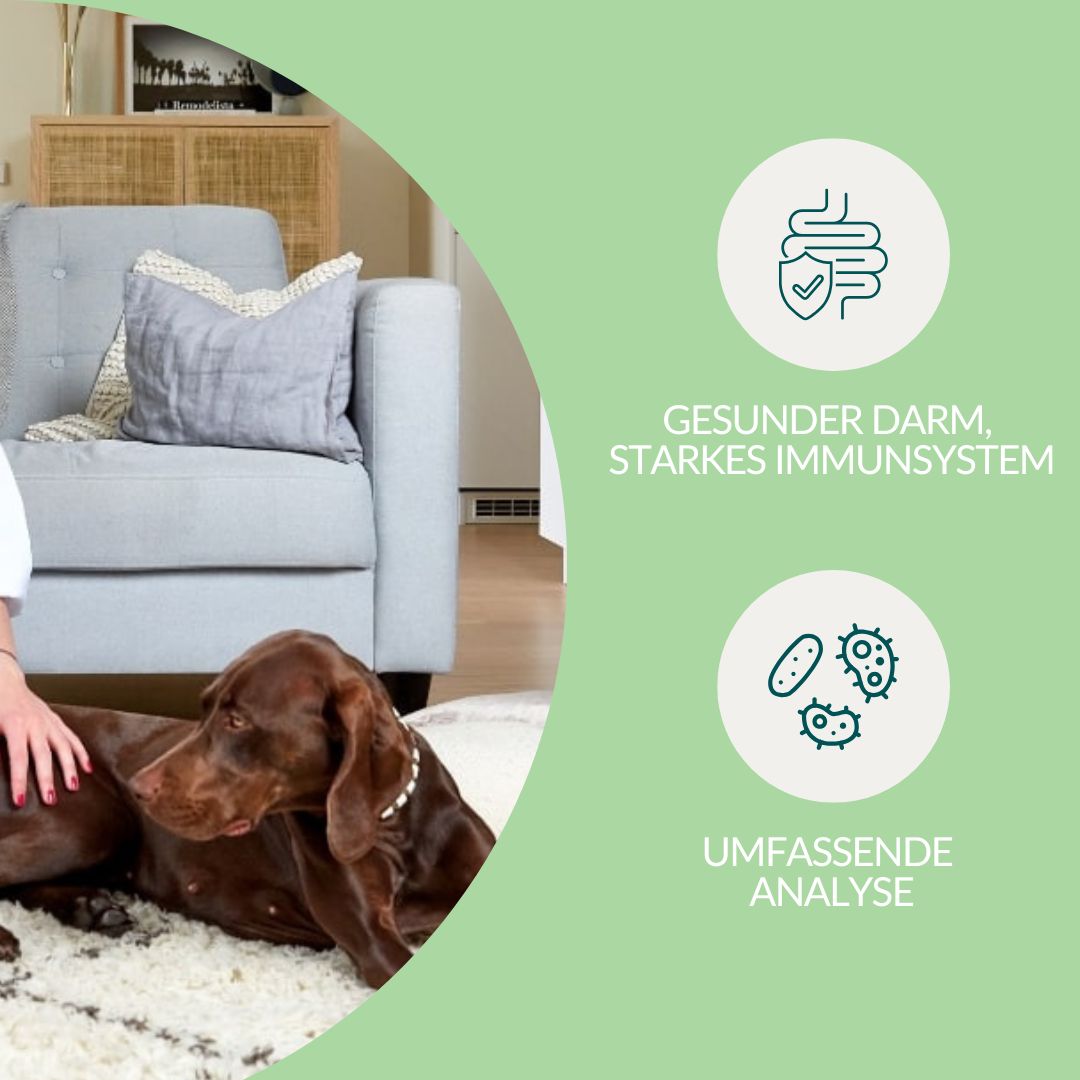 Hund liegt auf Teppich. Infografik: Gesunder Darm, starkes Immunsystem, umfassende Analyse.